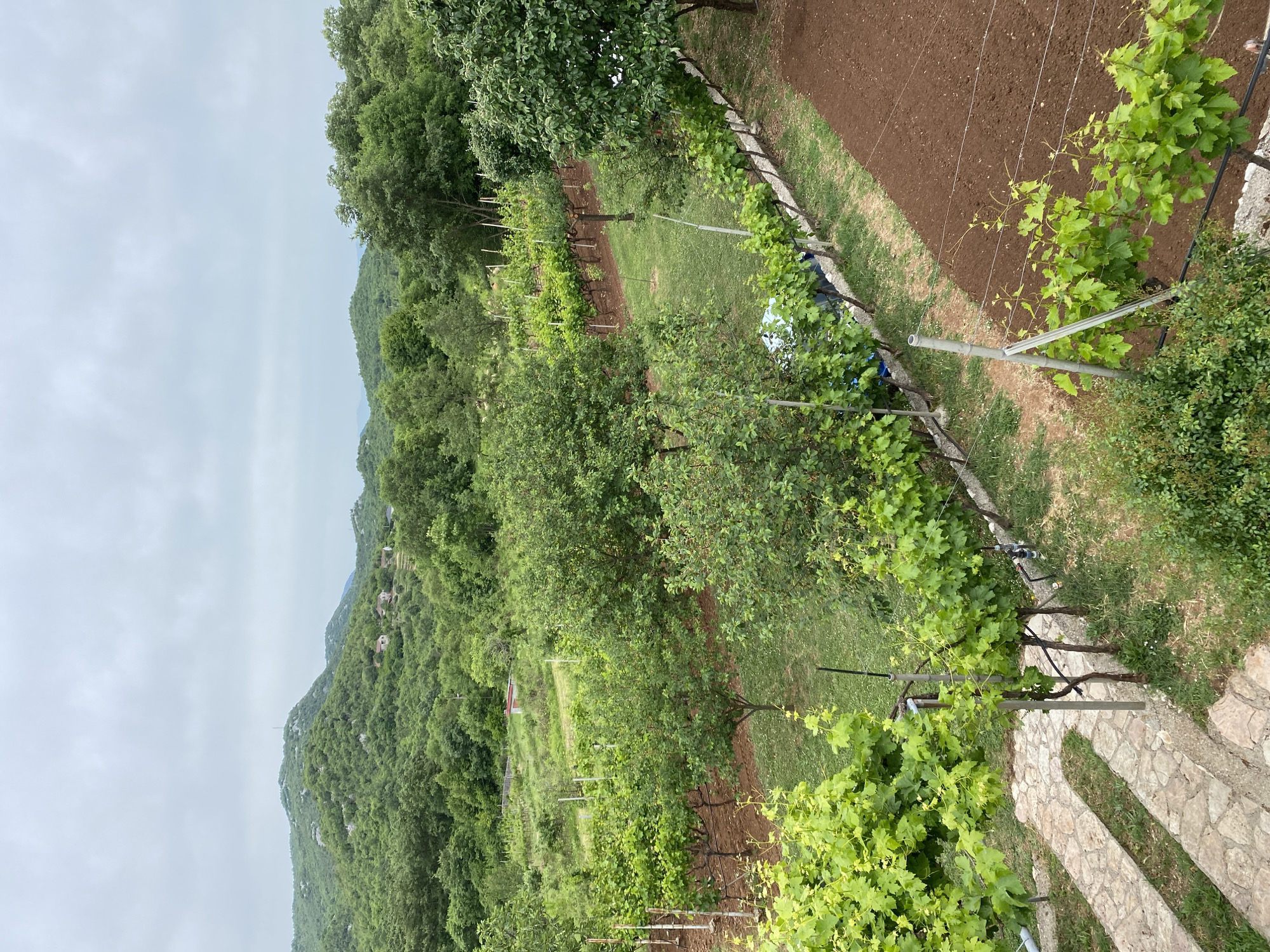The image depicts a rural scene in Meterizi, Montenegro. The foreground features a stone pathway and grapevines trained along a wire trellis. Behind the trellised vines, there is a cultivated field of tilled earth. Beyond that, a grassy area interspersed with fruit trees leads to an established vineyard. The background presents a hillside covered in dense green forest, punctuated by a few buildings. Above the scene, a cloudy sky is visible. The composition suggests an elevated vantage point, possibly from a terrace or higher ground overlooking the landscape.