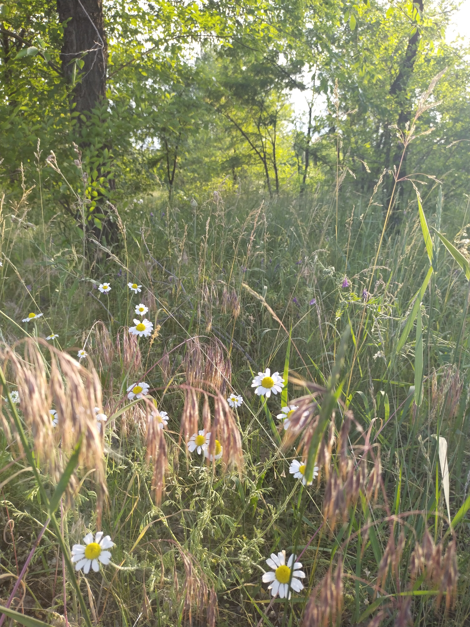 The image depicts a natural, overgrown field or forest edge in Horishni Plavni, Ukraine, characterized by dense vegetation under soft, diffused sunlight. The foreground is dominated by a variety of tall grasses, some with prominent dry, light brown, feathery seed heads that appear close to the camera and are partially blurred. Scattered throughout the lower and mid-sections of the frame are numerous white daisies, each featuring a bright yellow central disk, interspersed among green leafy plants and varying shades of grass. In the midground, additional green foliage and a few small, faint purple flowers are visible. The background consists of a dense canopy of green trees, their leaves brightly illuminated by sunlight filtering from behind, creating a luminous effect. The trunk of a large, dark-barked tree is visible on the far left. No individuals, animals, or explicit actions are present in the scene. The overall environment suggests an undisturbed natural landscape, likely a meadow or clearing adjacent to a wooded area, under gentle sunlight.