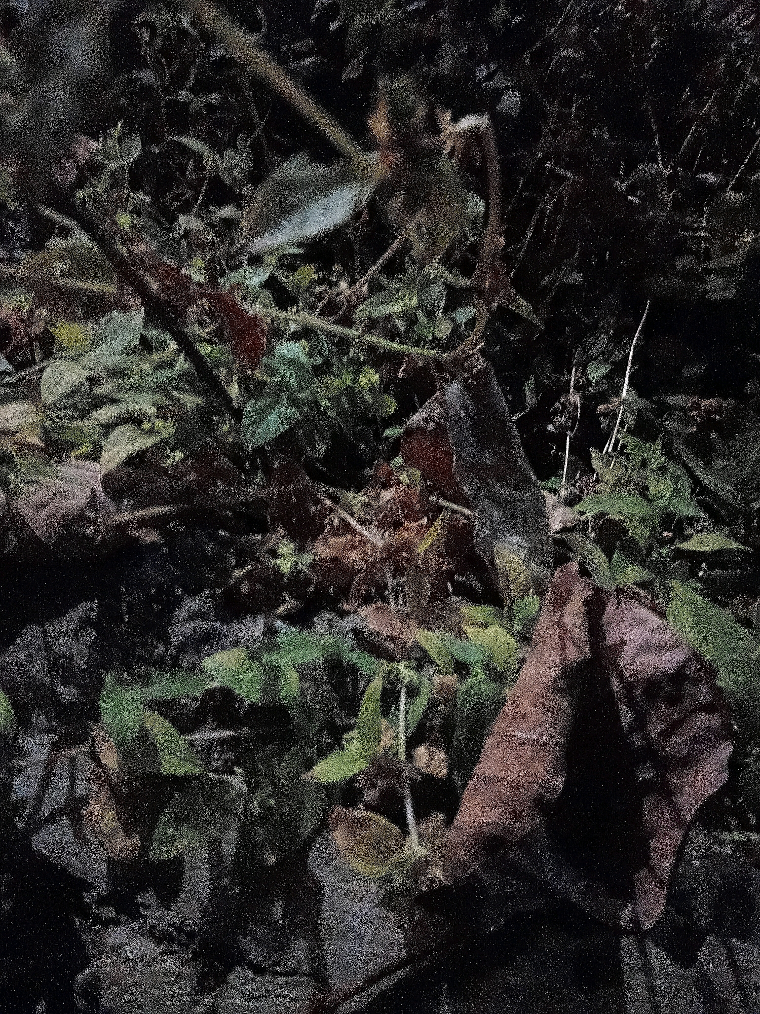 The image is a close-up, dimly lit shot of dense foliage and undergrowth. It appears to be an outdoor scene with various types of leaves, some green and vibrant, others brown and withered, scattered amongst thin branches and twigs. The ground beneath is obscured by the plants, but hints of dark earth or rocks are visible. There are no people, animals, or discernible man-made objects in the frame. The overall impression is one of natural, uncultivated growth, likely in a shaded area due to the low light conditions. The image does not contain any elements that would suggest a specific location within the city of Cikal, Indonesia.