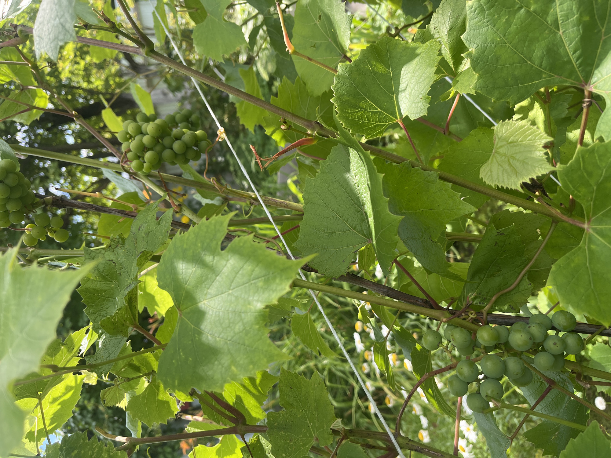 This image depicts a close-up view of a grapevine with clusters of unripe green grapes and large, serrated green leaves. The vines are supported by thin, white string trellises. In the background, out of focus, is lush green foliage, suggesting an outdoor, natural setting. Partially visible in the lower left quadrant of the image are small white flowers with yellow centers, possibly daisies, interspersed with tall green grass. The lighting indicates it is daytime, with sunlight filtering through the leaves, creating dappled shadows. The scene appears to be in a garden or vineyard. The location is identified as Строитель Снт (бельское), Russia, implying a dacha or garden cooperative settlement. There are no people or animals visible in the image.