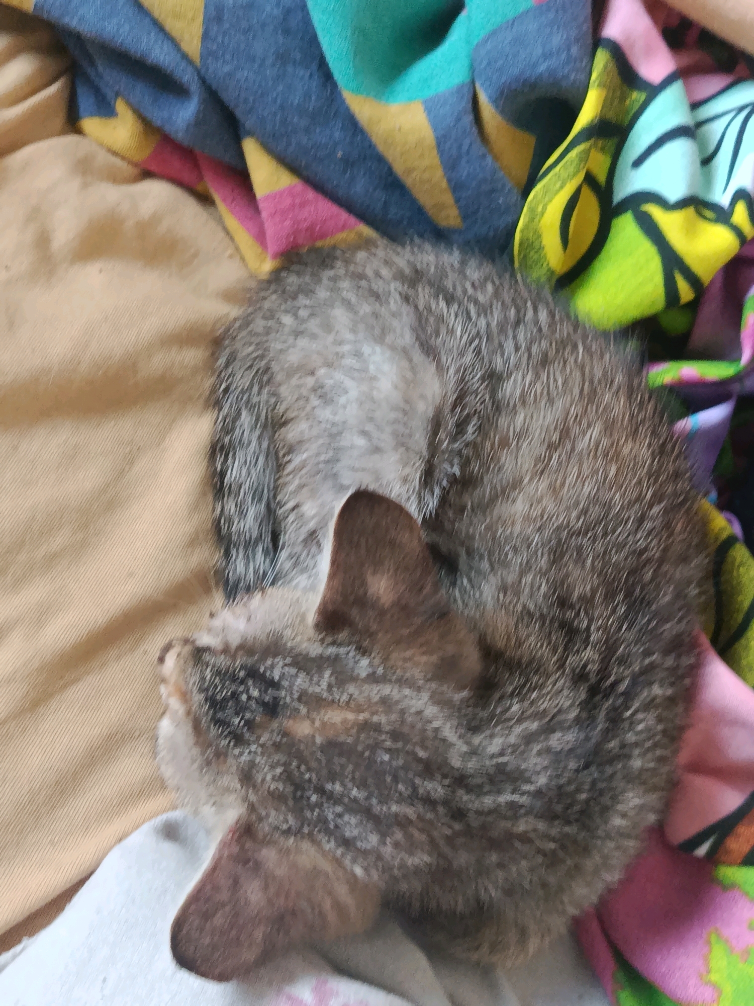 A kitten is curled up and sleeping on a bed with colorful blankets. The kitten is a tabby with gray, brown, and black fur. Its eyes are closed and its ears are perked up. The blankets are made of soft fabric and are patterned with various colors and designs. The scene appears to be indoors, in a bedroom or living room. The specific location within Titel Municipality, Serbia, cannot be determined from the image alone.