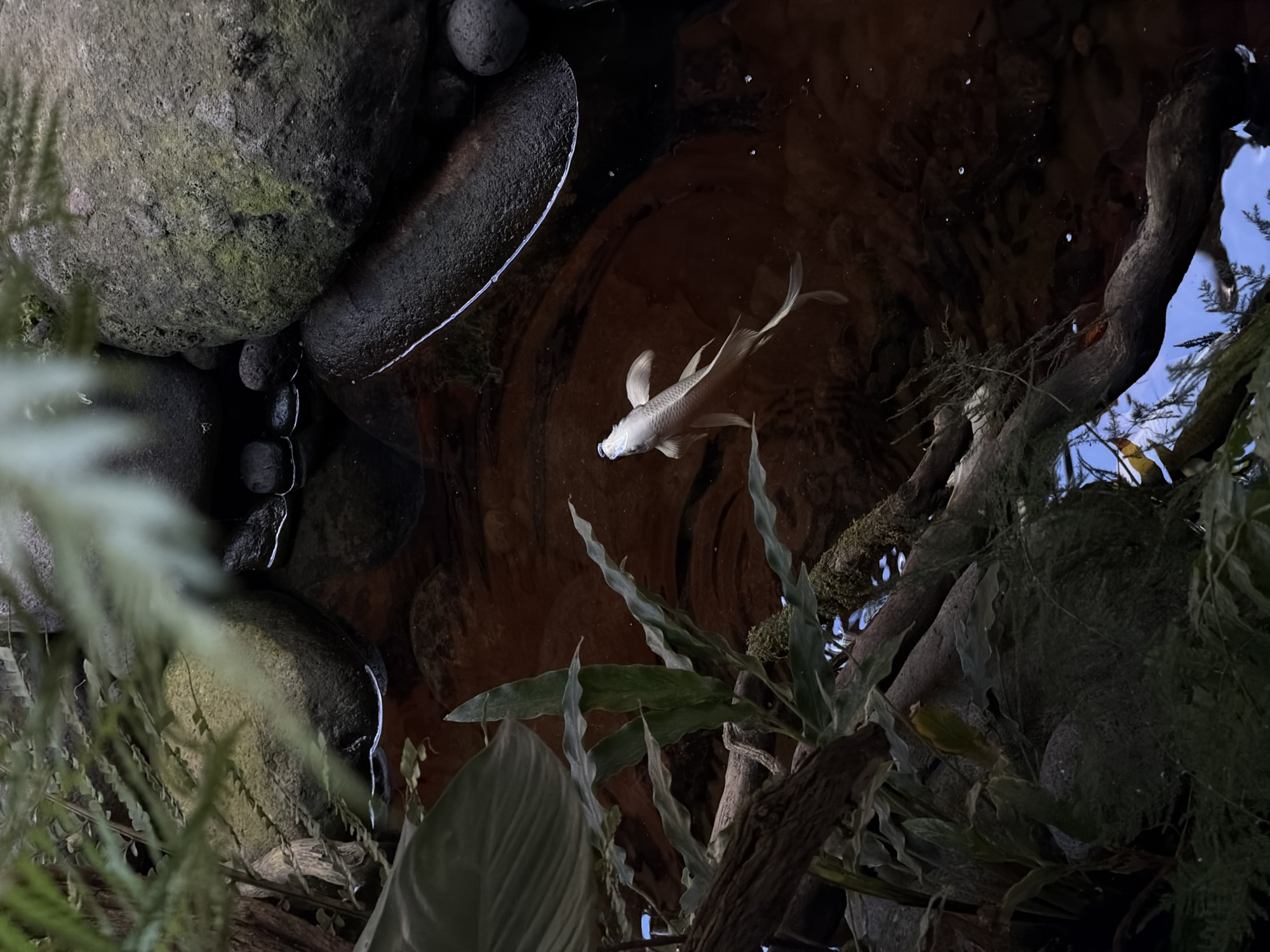An overhead shot captures a serene aquatic scene, likely a pond or a large, naturalistic aquarium. The primary subject is a light-colored, possibly white or silver, fish with flowing fins, resembling a koi or a fancy carp, swimming in clear, dark water near the center of the frame. The fish's mouth is slightly open, suggesting it might be feeding or simply moving.
The setting is characterized by a natural, rustic environment. Large, dark, moss-covered rocks and smaller pebbles line the edges of the water body, particularly prominent on the left side. Some rocks are partially submerged, with the waterline visible along their surfaces. The water itself is dark, reflecting faint light and showing some ripples and bubbles on the surface.
Lush green foliage frames the scene, with various plants and ferns partially obscuring the view from the top-left and bottom-left, creating a sense of depth and natural enclosure. On the right side, a thick, gnarled tree branch, possibly submerged or partially out of the water, adds to the natural ambiance, with some smaller leafy plants clinging to it. Reflections of what appears to be a bright blue sky or artificial lighting are visible in the water, particularly on the right side and near the fish, suggesting an open-air or well-lit environment. The overall impression is one of tranquility and natural beauty, with a focus on the aquatic life and its immediate surroundings. There is no visible text in the image. Given the location context of North Kuta, Indonesia, this could be a natural pond or a meticulously designed water feature in a garden or resort.