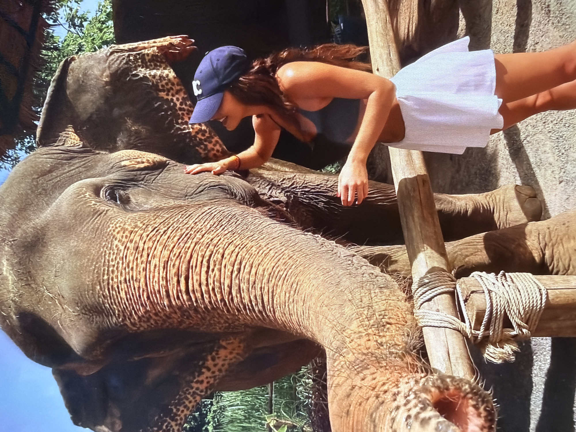 The image, rotated 90 degrees clockwise, depicts a close interaction between a person and an Asian elephant in an outdoor setting.
The main subjects are a young woman and a large elephant. The woman is leaning forward over a wooden barrier, with her right hand gently touching the elephant's head or trunk. She is smiling, indicating a positive and engaging interaction. She wears a navy blue baseball cap with a white "C" logo on the front, a dark-colored tank top, and a white, pleated short skirt. Her long brown hair flows around her shoulders, and she has an orange bracelet on her right wrist.
The elephant, likely an Asian elephant due to its ear size, appears calm. Its skin shows textured wrinkles, particularly on its prominent trunk and head. Behind its ear, part of its back is covered with a leopard-print patterned fabric or blanket, suggesting it might be a working elephant or part of a managed conservation program. The elephant's eye is partially visible, appearing gentle.
In the foreground, a sturdy wooden barrier is visible, constructed from rough-hewn logs secured together with thick ropes. This barrier likely separates the person from the main body of the elephant or defines an interaction area. The background features lush green foliage and trees under a clear blue sky, indicating a bright, sunny daytime environment, possibly in a warm climate. No specific location cues are definitively identifiable beyond the general natural setting.