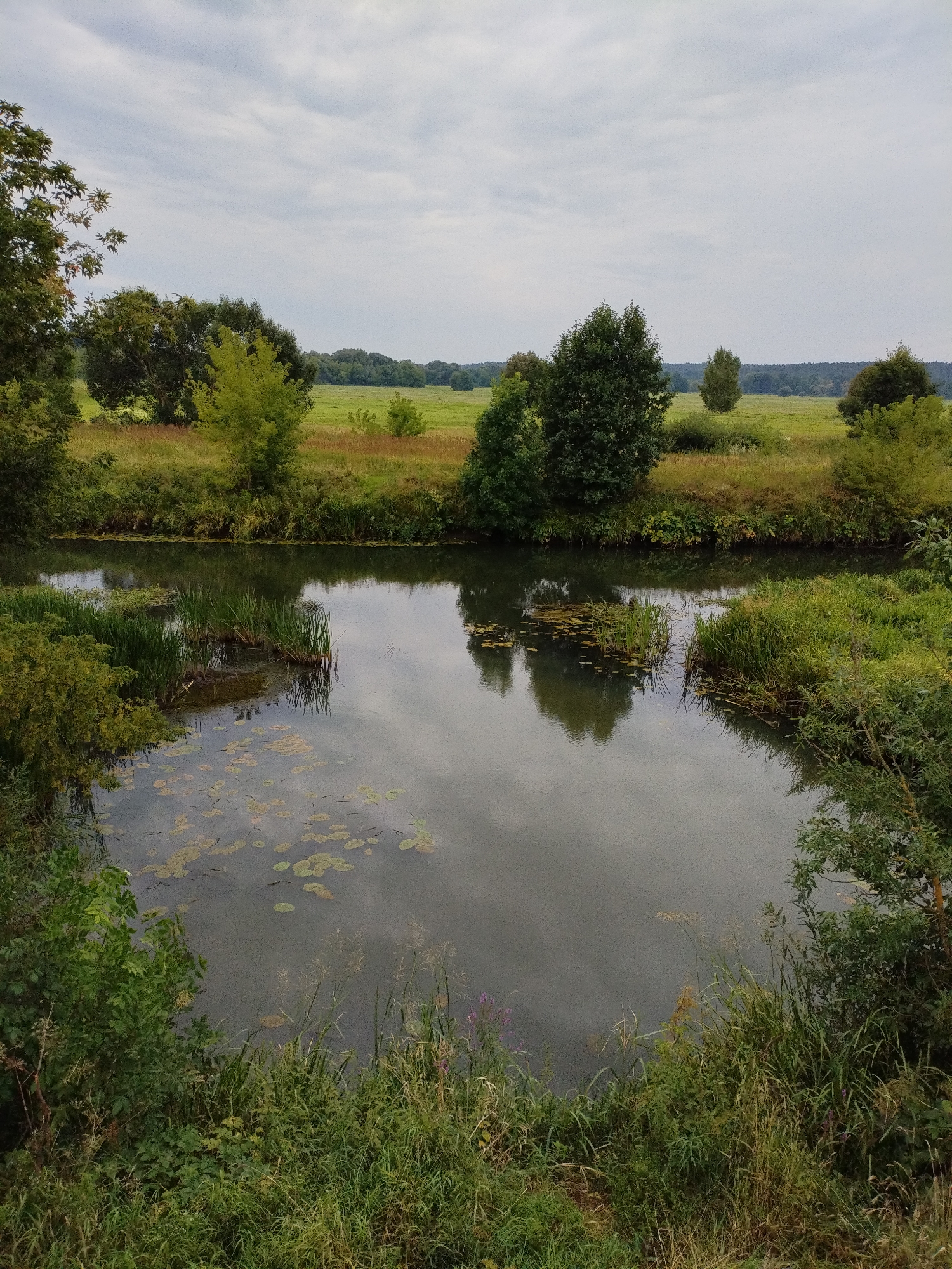 The image depicts a serene natural landscape, likely a body of water such as a river or pond, bordered by lush vegetation. The water's surface reflects the overcast sky, creating a muted and tranquil atmosphere. The surrounding environment is characterized by a variety of green plants, including reeds and lily pads on the water, and trees and grasses along the banks. In the background, a field stretches out, dotted with trees, and a distant treeline under a cloudy sky. The scene is consistent with a rural or park-like setting, potentially in or around Bialynichy, Belarus, a region known for its natural beauty. There are no people or visible human activity in the image.