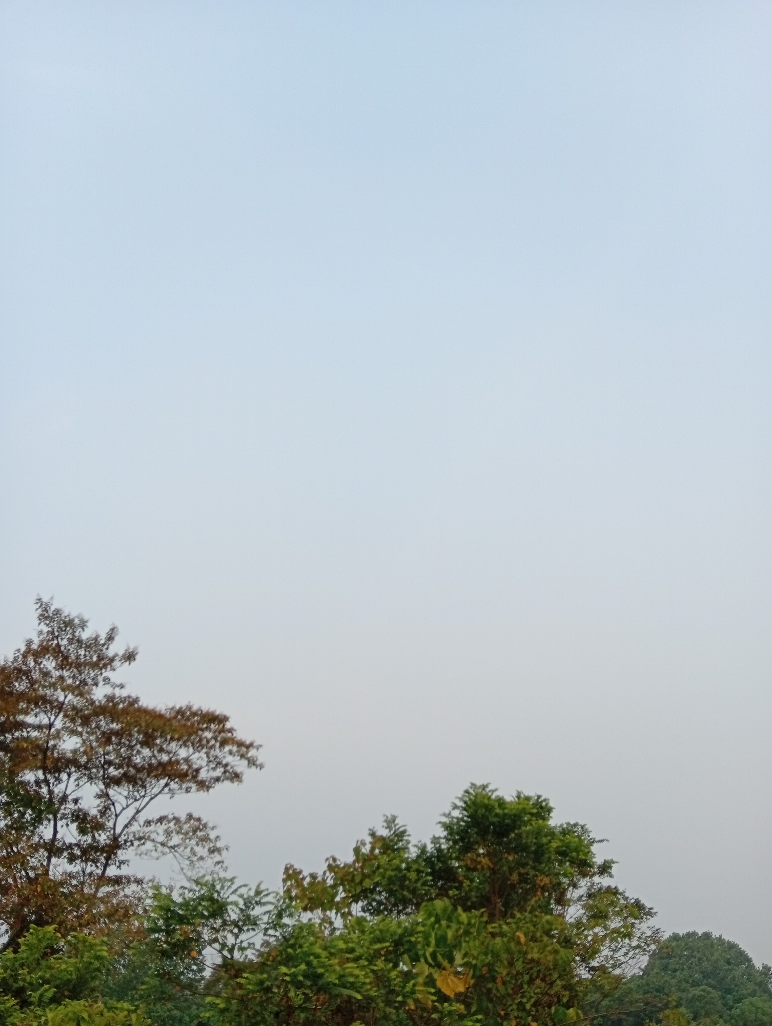 The image shows a treeline against a clear, pale blue sky. The trees are lush and green, with some exhibiting fall colors. There are no people, structures, or any other elements visible in the frame. The overall scene suggests an outdoor environment, likely a natural landscape or park area within the city of Kualu, Indonesia.