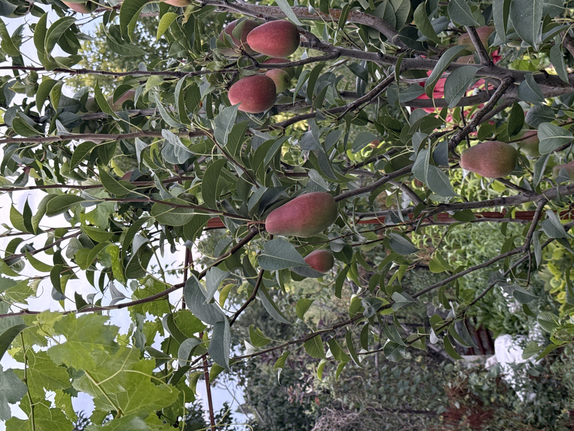 The image shows a close-up view of a pear tree with several ripe pears hanging from its branches. The pears are reddish-pink and have a typical pear shape. The tree is in a garden setting, with lush green foliage and other plants visible in the background. The sky is overcast, suggesting a cloudy day. The scene is in Vostok, Kyrgyzstan.