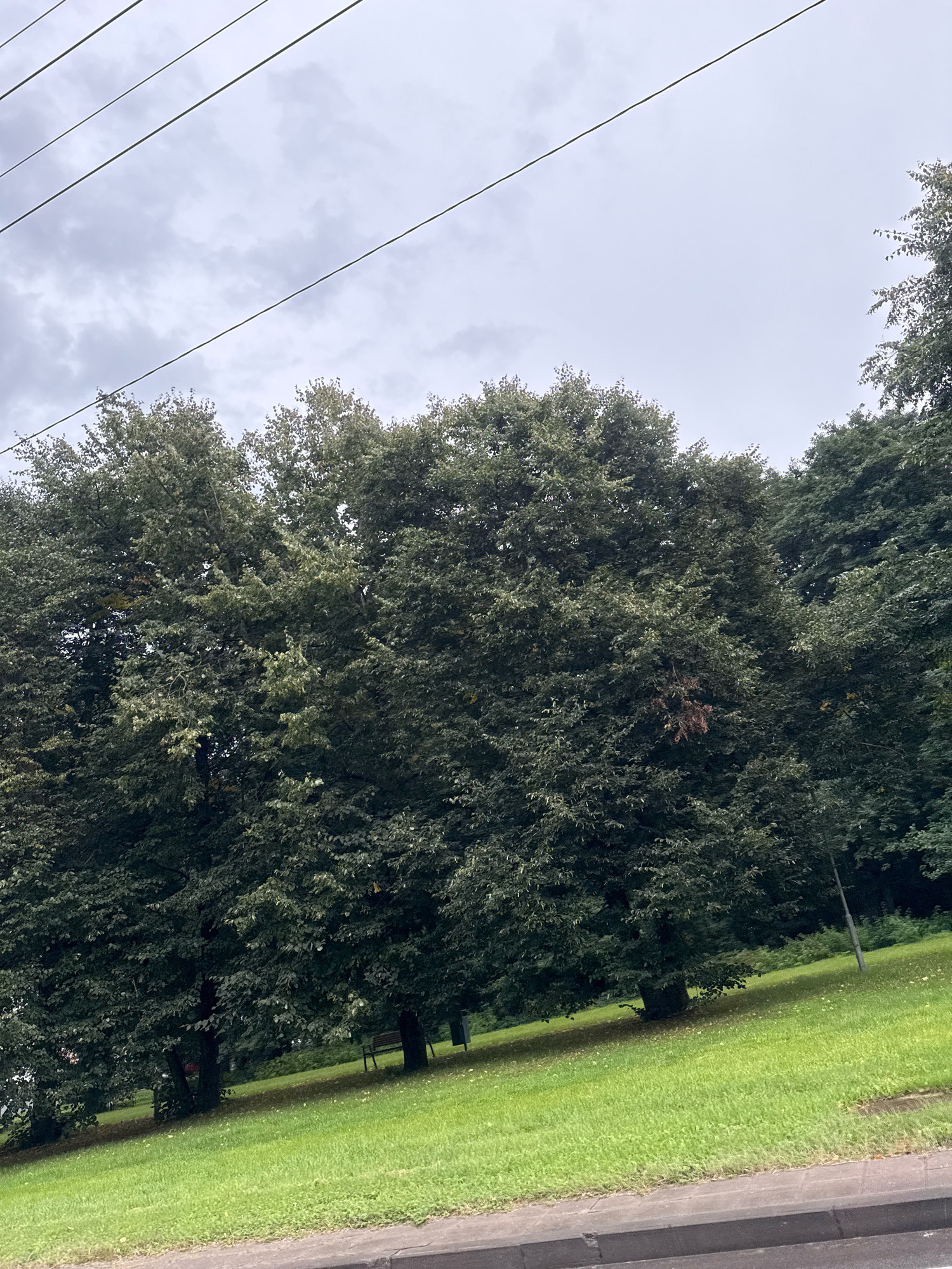 The image captures a view of a park in Tallinn, Estonia, on an overcast day. A dense line of mature trees dominates the scene, with their lush green foliage filling the mid-ground and background. The trees are varied in species and size, creating a rich tapestry of green hues. In the foreground, a neatly mown grassy lawn slopes upwards towards the trees. The ground is partially illuminated by diffused light, creating soft shadows. Visible in the distance, nestled amongst the trees, are a park bench and a trash receptacle. The sky above is a soft grey, suggesting cloudy weather. Several power lines crisscross the upper portion of the frame, stretching across the sky. The image is shot from a slightly elevated perspective, looking towards the park from what appears to be a roadside area, indicated by a concrete curb visible in the bottom foreground. No people are present in the frame.
