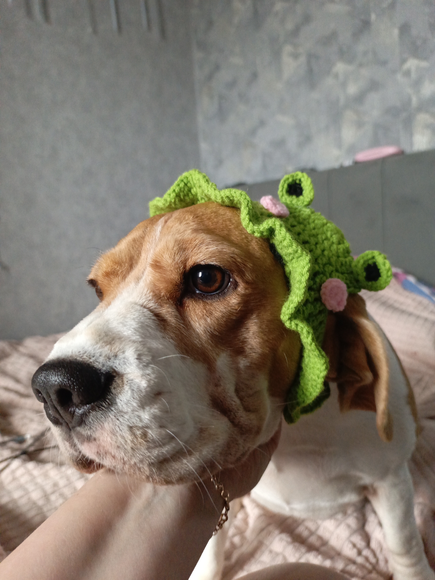 A close-up shot depicts a beagle dog indoors. The dog is wearing a crocheted green headpiece adorned with what appear to be frog eyes and pink embellishments. The dog's head is supported by a person's hand, visible beneath the dog's lower jaw. The background includes a textured gray wall and bedding in muted pink tones. The location and city are not discernible from the image.