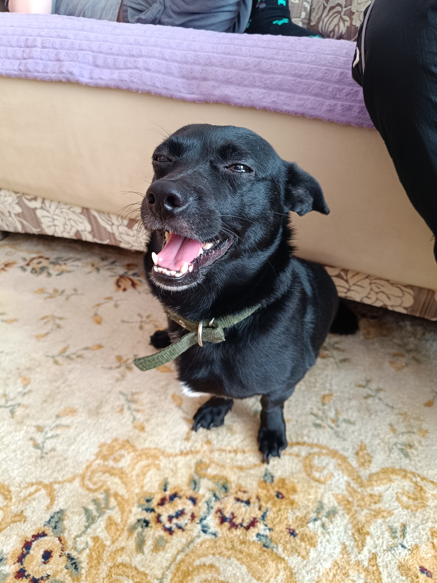 A medium-sized black dog with short fur sits on a patterned rug. The dog has a green collar. Behind the dog is a bed with a lavender headboard and cream-colored base. A person in grey pants is visible on the bed, and another person in black pants stands beside the bed. The location is possibly a residential interior but not specifically identified within Tobolsk, Russia.