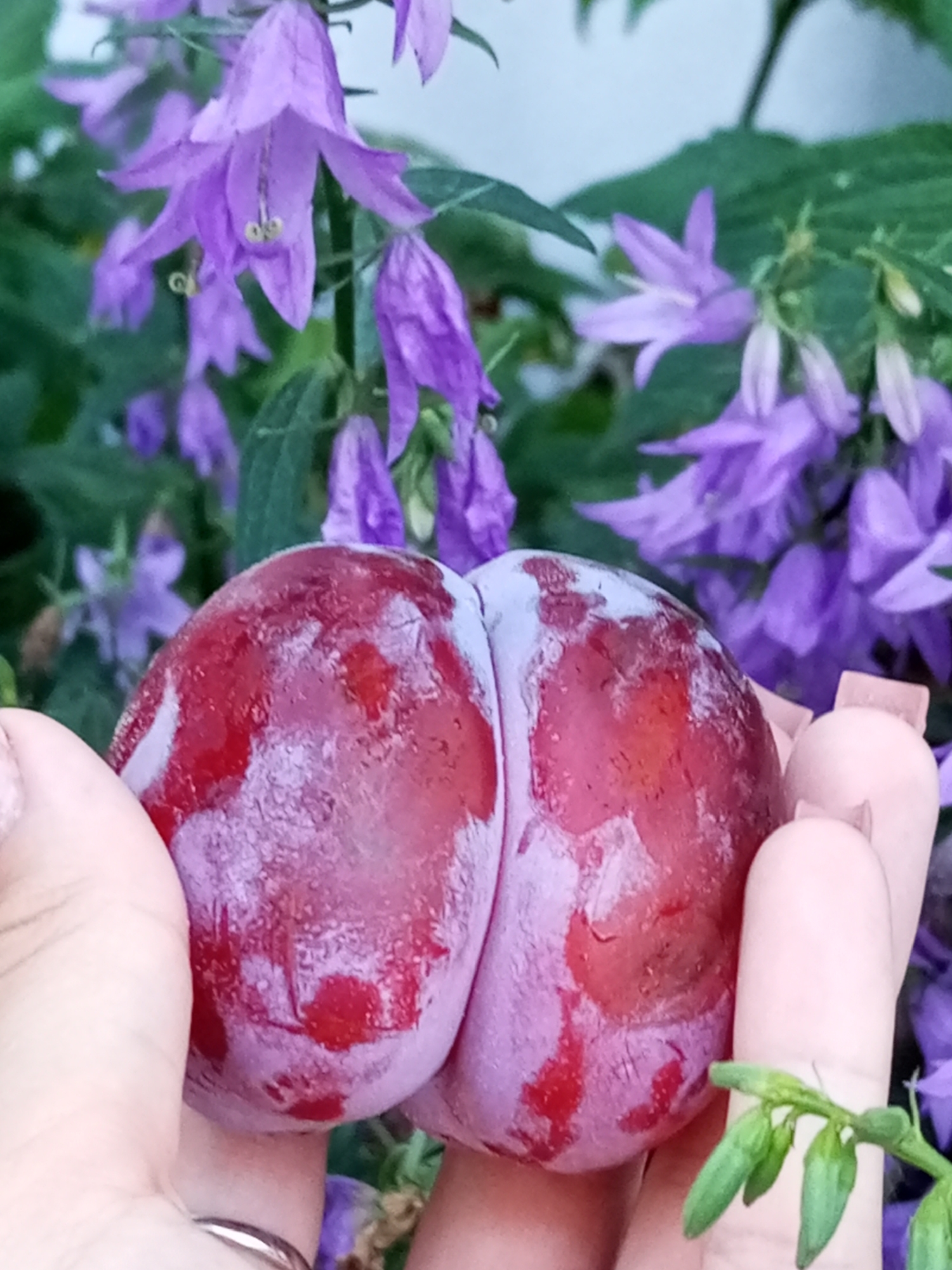 A close-up shot features a person's hands holding a ripe plum in front of a blurred background of purple bellflowers. The plum is a deep red with purple undertones and a light dusting of bloom, split into two rounded halves. The fingers are lightly holding the fruit, with fingernails painted in a light color. The bellflowers are a vibrant purple and are out of focus, creating a soft bokeh effect. The scene appears to be an outdoor setting, likely a garden, in Ворошиловка, Kazakhstan.