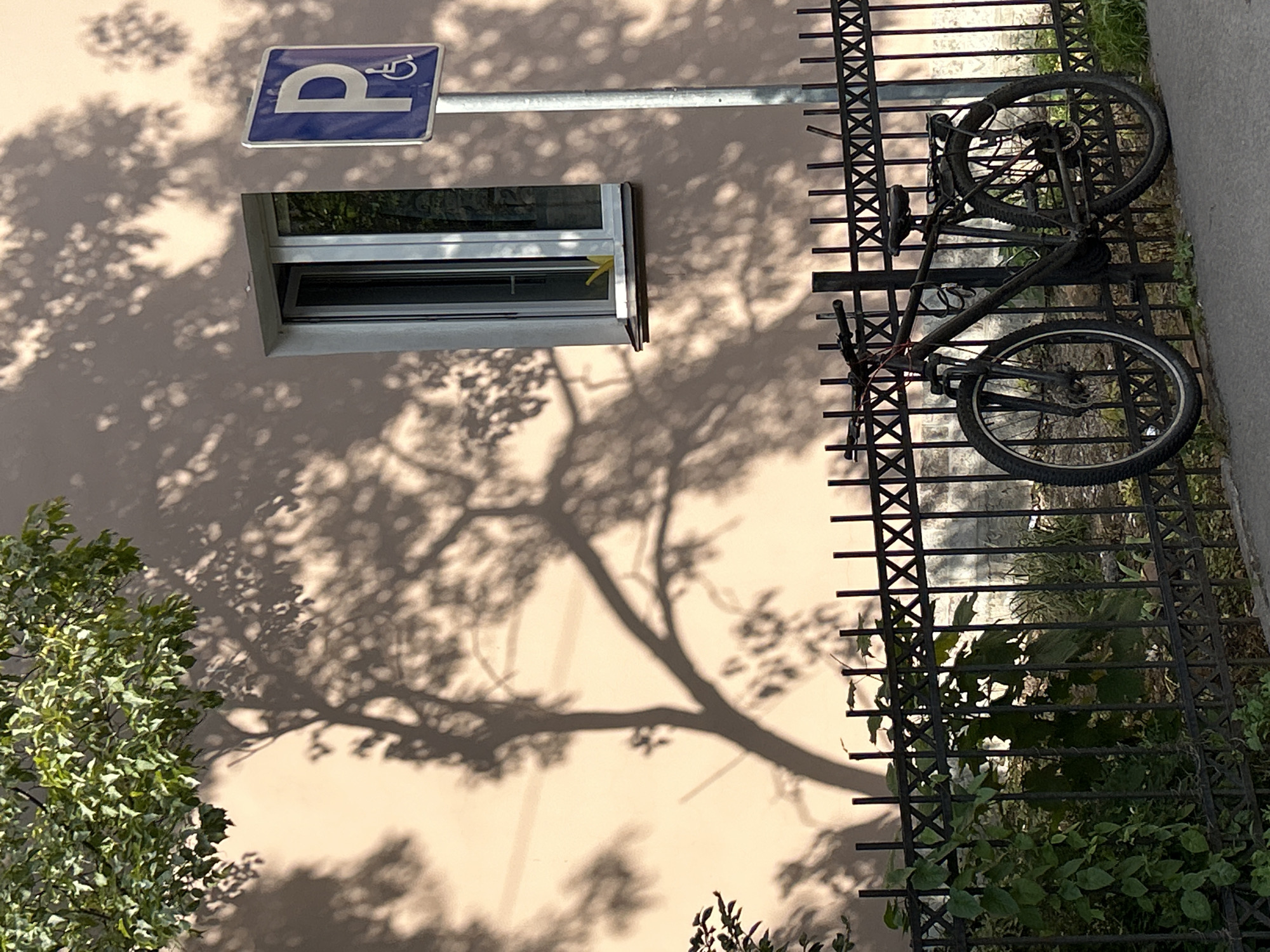 In a scene bathed in dappled sunlight, a dark-colored bicycle with a black frame is parked leaning against a black metal fence. The bicycle has thick tires and a rear rack. The fence itself is ornamental, featuring a repeating X pattern along its top. Behind the fence, a patch of lush green vegetation grows, some of it reaching up towards the fence. Beyond the vegetation, a building with a light peach-colored wall is visible. A closed window with a white frame is set into the wall, and its reflection shows some green foliage. The wall is dramatically patterned with the intricate shadow of a tree's branches and leaves, cast by the sunlight. To the right of the window, a blue sign with a white 'P' and a wheelchair symbol indicates a parking spot. The ground in front of the fence is a grey paved surface. The overall impression is of a quiet, sunlit urban corner.