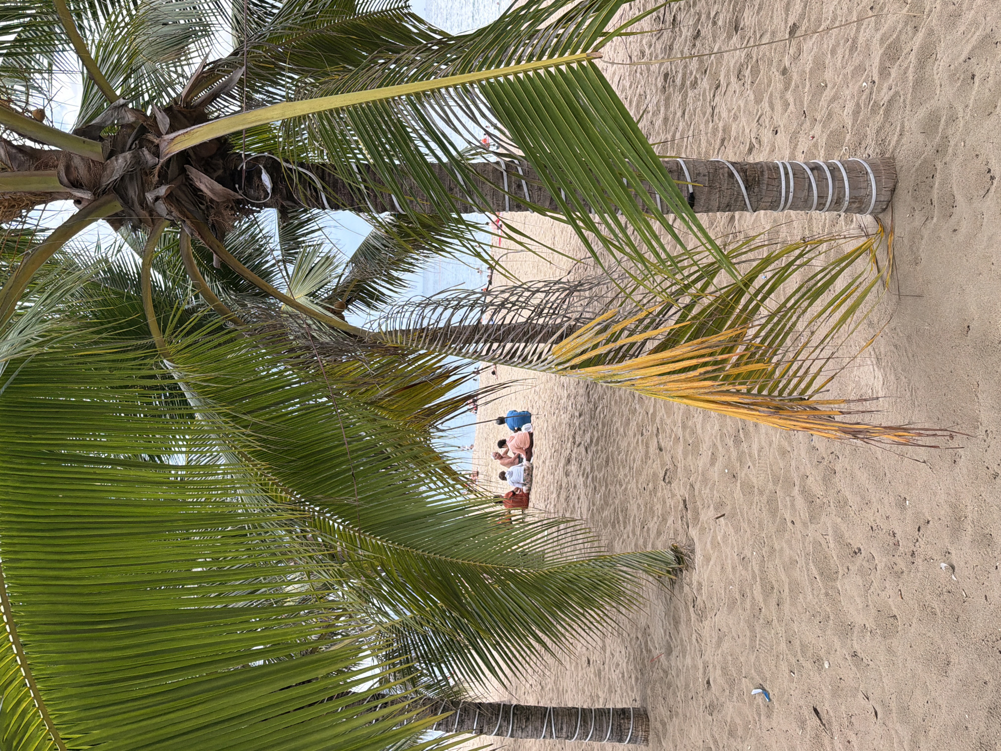 The image depicts a beach scene in Nha Trang, Vietnam, with a focus on palm trees in the foreground. The sand is a light tan color, with some ripples and indentations. In the middle ground, a group of four people are seated on the sand, appearing to be engaged in conversation. They are dressed in casual clothing. Further in the background, other beachgoers can be seen scattered along the shoreline, and the ocean is visible. The palm trees are characterized by their green fronds, with some fronds showing signs of yellowing or browning. The trunks of the palm trees are wrapped with white material in a spiral pattern. The overall impression is a relaxed beach environment.