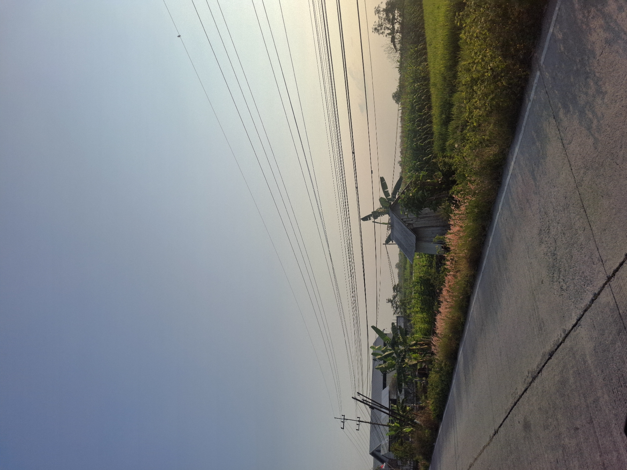 The image depicts a rural scene in Pucangtelu, Indonesia, characterized by a paved road on the left and a lush green field on the right. The road appears to be a single lane with concrete construction, showing some signs of wear and tear, including cracks and textured markings. Bordering the road is a strip of vegetation, including tall grasses with pinkish hues and denser green bushes.

Beyond the vegetation, a vast field of green crops, likely rice or corn, stretches towards the horizon. A small, rustic wooden shed with a corrugated roof is situated amidst the field, providing a focal point. In the background, several banana trees with their distinctive large leaves are visible, along with what appears to be agricultural buildings or a small settlement. Power lines, strung between utility poles, crisscross the sky, forming a prominent visual element. The sky is a clear, pale blue, transitioning to a softer hue near the horizon where a faint glow suggests either sunrise or sunset. The overall impression is one of tranquility and agrarian life. There are no people or animals clearly visible in the frame.