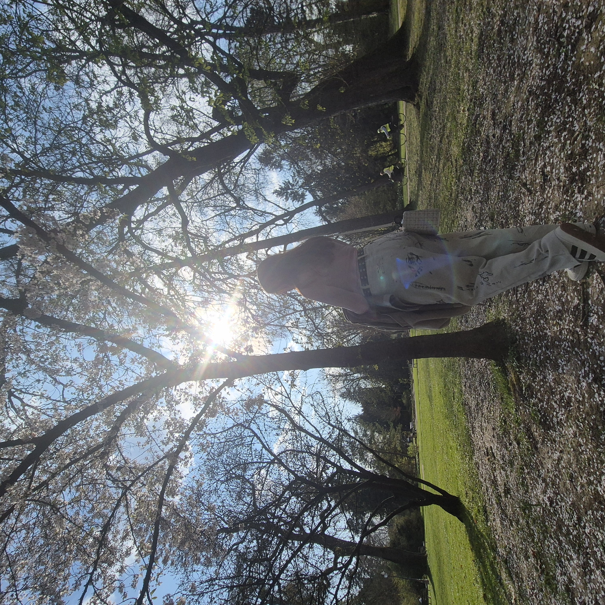 The scene depicts an outdoor park environment, identified as the Parc de l'Orangerie in Strasbourg, France, on a clear, sunny spring day. The ground in the immediate foreground is densely covered with small, fallen white petals.
A lone individual, seen from behind, stands centrally in the foreground. This person has long, dark hair and is wearing a light-colored long-sleeved top, baggy light-colored pants adorned with dark patterns or markings, and light-colored sneakers with dark stripes. A dark belt with visible studs is worn at the waist. A light-colored jacket or sweater is draped over their left arm, and a light-colored woven bag with a handle hangs from their left shoulder. The individual faces away from the camera, looking deeper into the park.
Multiple deciduous trees with dark trunks and branches frame the upper and middle portions of the image. Some trees display white blossoms or newly emerged light green leaves, while others remain largely bare. A prominent sun flare with distinct rays emanates from the upper middle-right, positioned behind the trees, creating a backlit effect. The sky above is bright blue with scattered white clouds.
In the mid-ground, a wide expanse of manicured green lawn is visible. Park benches are sparsely placed in the distance on the grassy areas. A paved path traverses the mid-ground from left to right. Two individuals are observed cycling on this path, both wearing light-colored, high-visibility vests over darker clothing. They are moving from left to right across the frame.