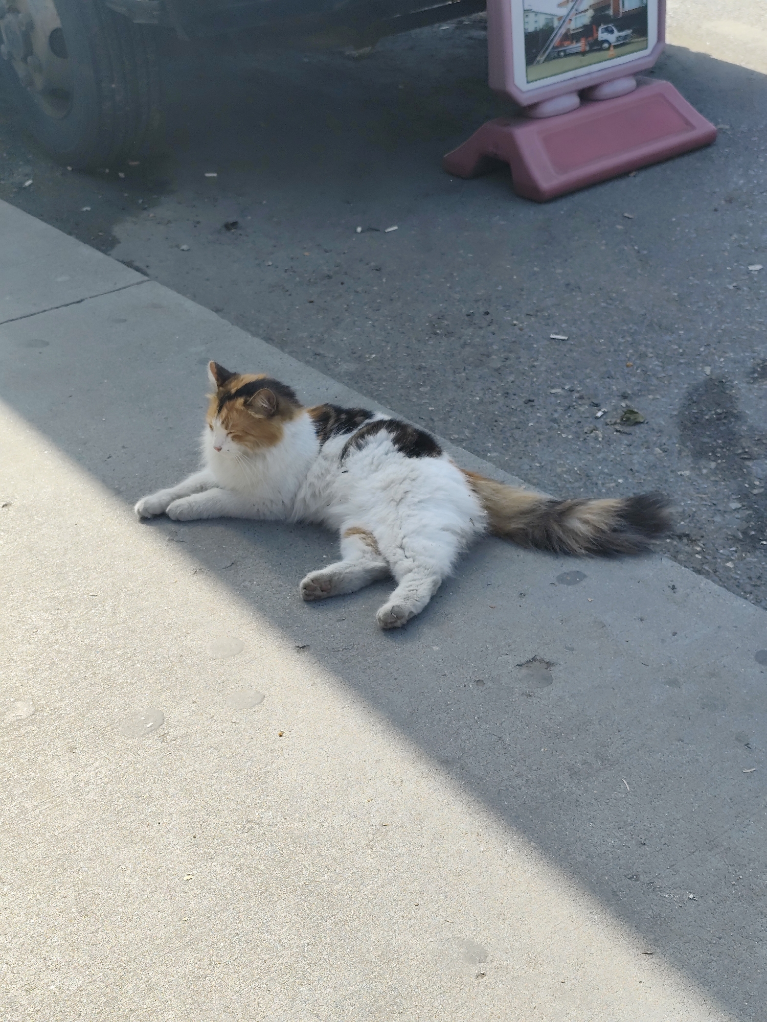A calico cat with long fur is lying on a concrete sidewalk in Sarıyer, Turkey. The cat is positioned lengthwise along the sidewalk, facing towards the left. A section of a dark-colored vehicle tire is visible in the top-left corner. A pink signpost with a rectangular sign is in the top-right area, partially obscured by the tire. The sidewalk is mostly light gray, with a diagonal shadow cast across the surface. The surrounding asphalt street is littered with small debris.