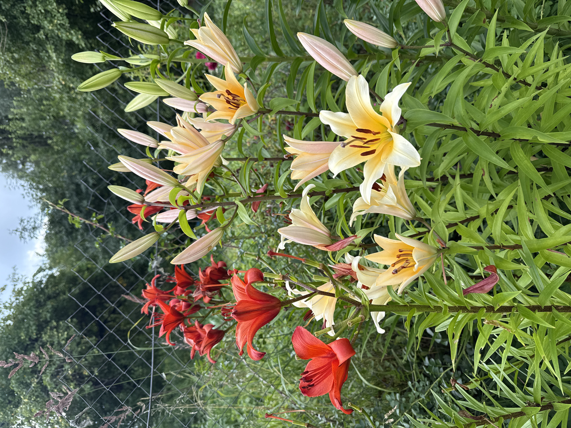 The image depicts a garden with several lily plants. There are lilies in bloom, displaying vibrant red and pale yellow petals, as well as numerous buds in various stages of development. The lilies are growing in dense clusters amongst lush green foliage. In the background, a wire mesh fence is visible, beyond which a line of trees forms a dense green backdrop against an overcast sky. The scene appears to be a residential garden or a park area, characteristic of urban green spaces. The specific location of this garden within the city of Mahilyow, Belarus, is not identifiable from the visual information provided in the image.