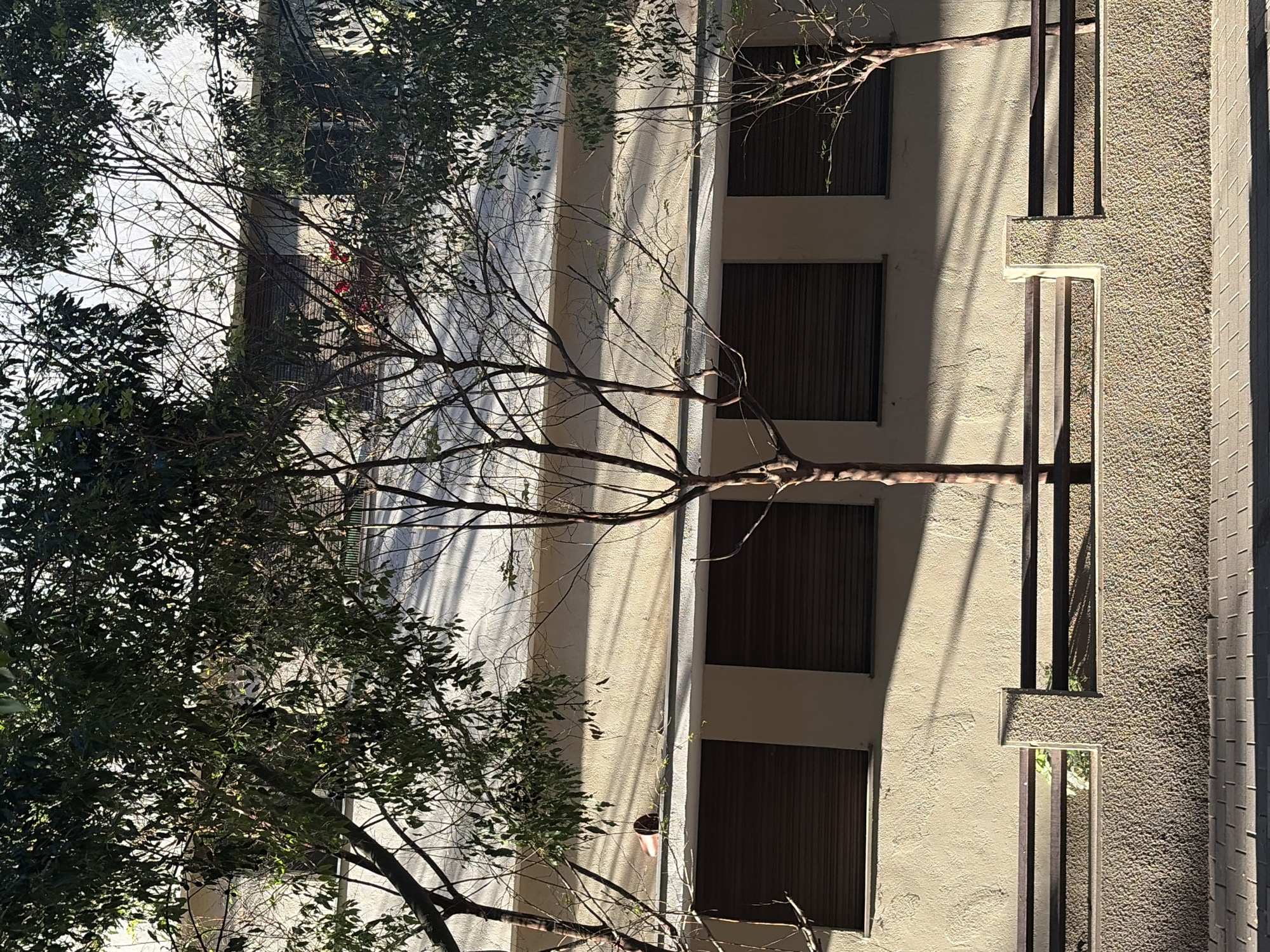 An exterior view of a multi-story residential building in Tel Aviv, Israel. The facade is characterized by tan stucco, repetitive windows with dark brown frames, and dark brown horizontal blinds. A tree with bare branches partially obscures the view of the building. The tree leaves are dense and green on the left side of the image, suggesting the image was taken during the day. The building is illuminated by sunlight from the left.