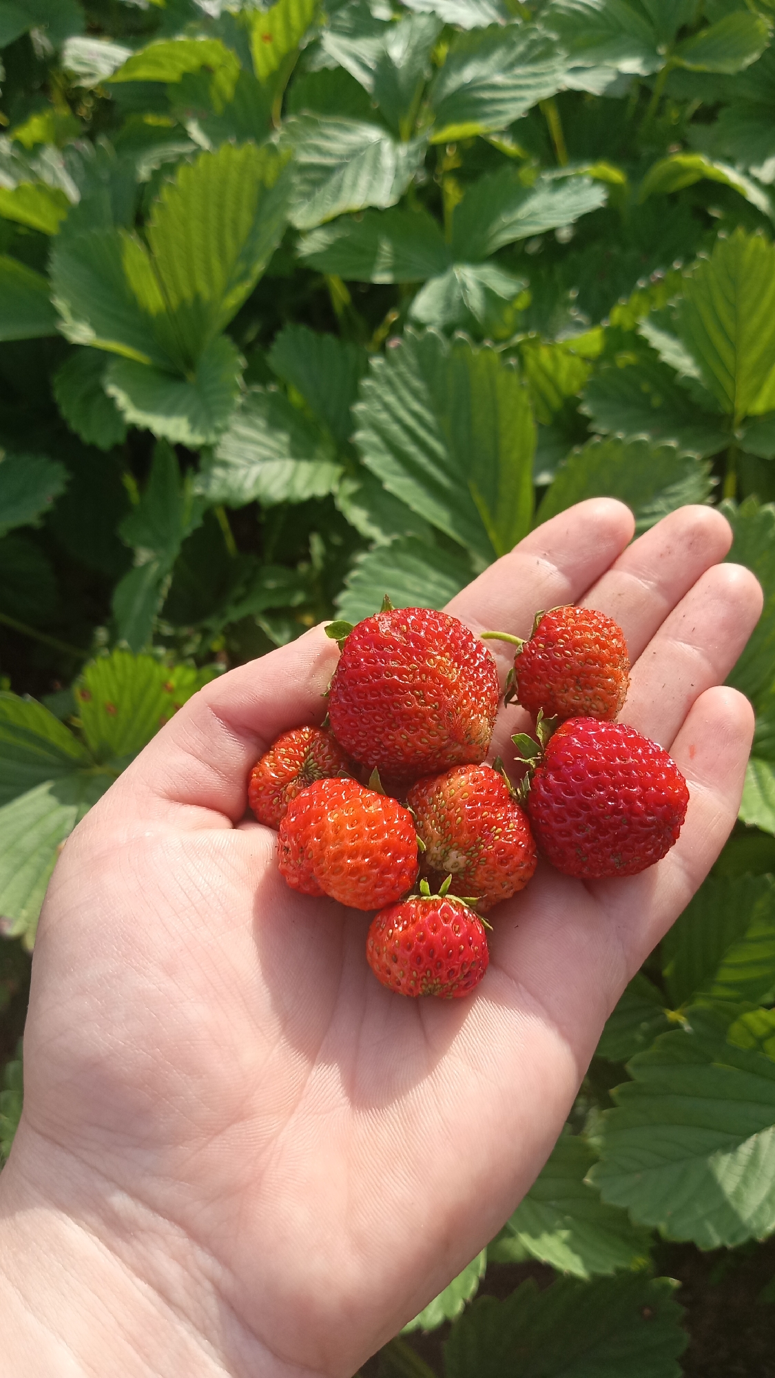 In the city of Parendo, Russia, a person's open hand displays a small harvest of fresh strawberries against a backdrop of lush green strawberry plants. The hand, facing upwards and slightly to the right, cradles approximately eight vibrant red and orange strawberries of varying sizes. Sunlight casts shadows across the palm, highlighting its texture. The surrounding foliage is a dense arrangement of broad, serrated green leaves, characteristic of a strawberry field. The image is captured outdoors, likely during daylight hours, suggesting a pleasant, sunny environment.