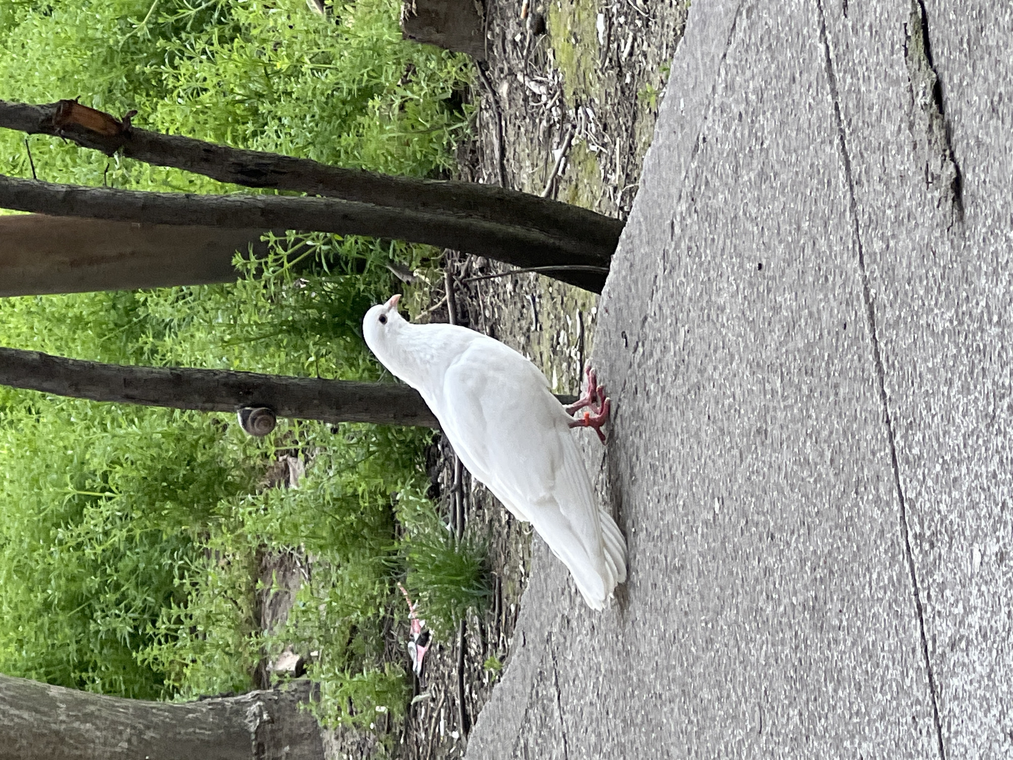 A white dove stands on a concrete surface adjacent to a patch of green vegetation and bare branches. The bird is facing left and looking upwards. In the background, behind the vegetation and branches, is an area with dried leaves and debris. A snail is visible on a branch, amidst the green foliage. The image is oriented on its side.