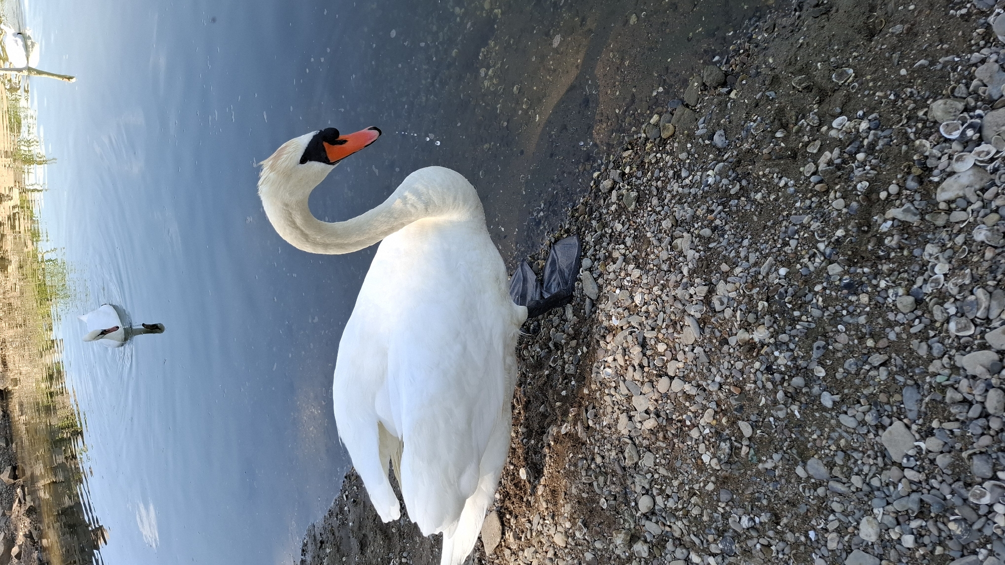A white swan with an orange beak stands on a rocky shore next to a body of water. The swan is partially submerged in the water, and its feet are visible. In the background, two other swans are swimming in the water. The scene appears to be a natural setting, possibly a park or a nature reserve. There is no indication that this image is located in the city of Cologne, Germany.
