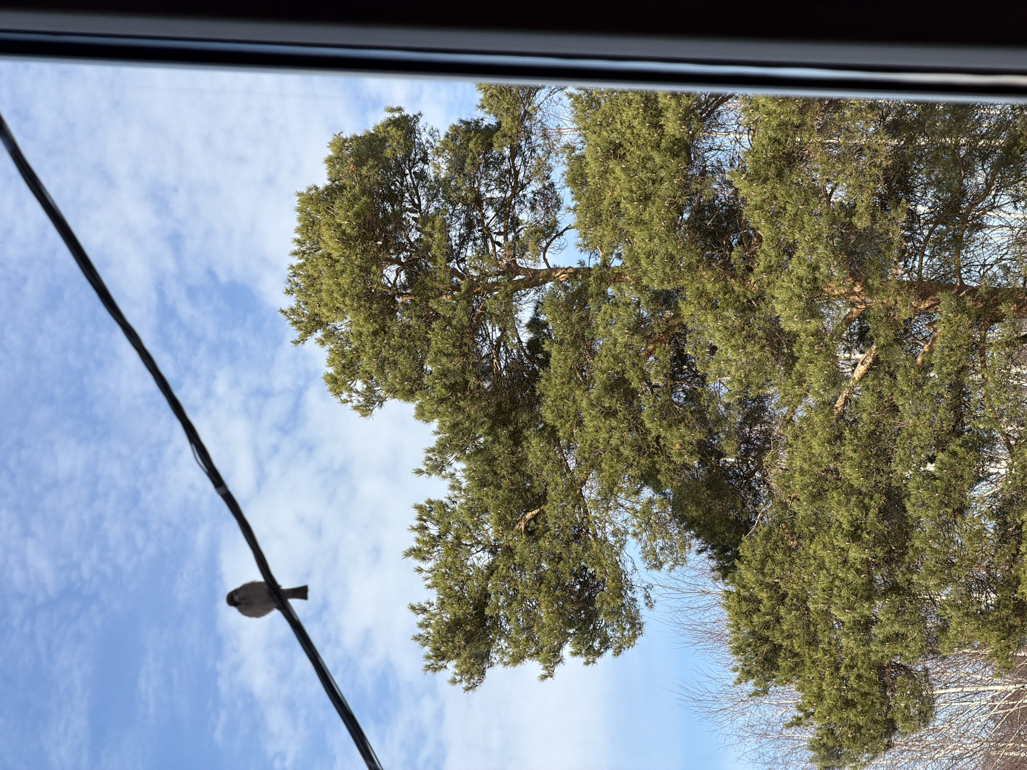 The scene depicts an outdoor view observed through a window in Chaikovsky, Russia. In the upper left quadrant, a black utility wire diagonally crosses the frame, upon which a small, dark-feathered bird, consistent with a sparrow, is perched, facing left. The background consists of a bright blue sky with scattered white clouds. Dominating the lower two-thirds of the image is a large coniferous tree, likely a pine, characterized by dense green needle-like foliage and visible pinecones. To the left and slightly behind the pine tree, bare deciduous trees with light-colored bark are discernible, indicating a temperate climate season such as late winter or early spring. A dark, vertical window frame partially obscures the right edge of the image, suggesting the photograph was taken from indoors looking out.