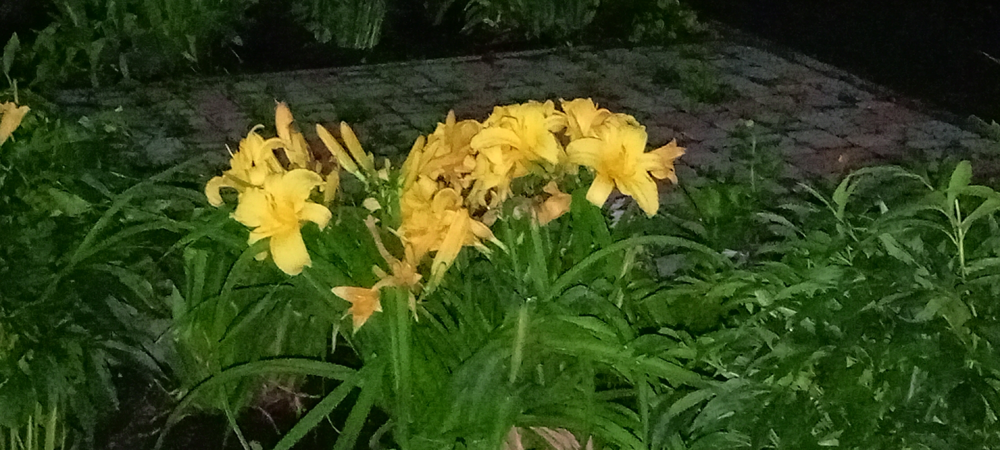 A cluster of bright yellow daylilies blooms in the foreground of the image. They are surrounded by lush green foliage. In the background, a paved pathway with a textured, brick-like pattern is visible, partially obscured by shadows and darker greenery. The scene appears to be an outdoor garden or park area, possibly in the city of Kirsanov, Russia. The lighting suggests it may be dusk or early evening, as the background is quite dark. There are no people or animals visible in the image.