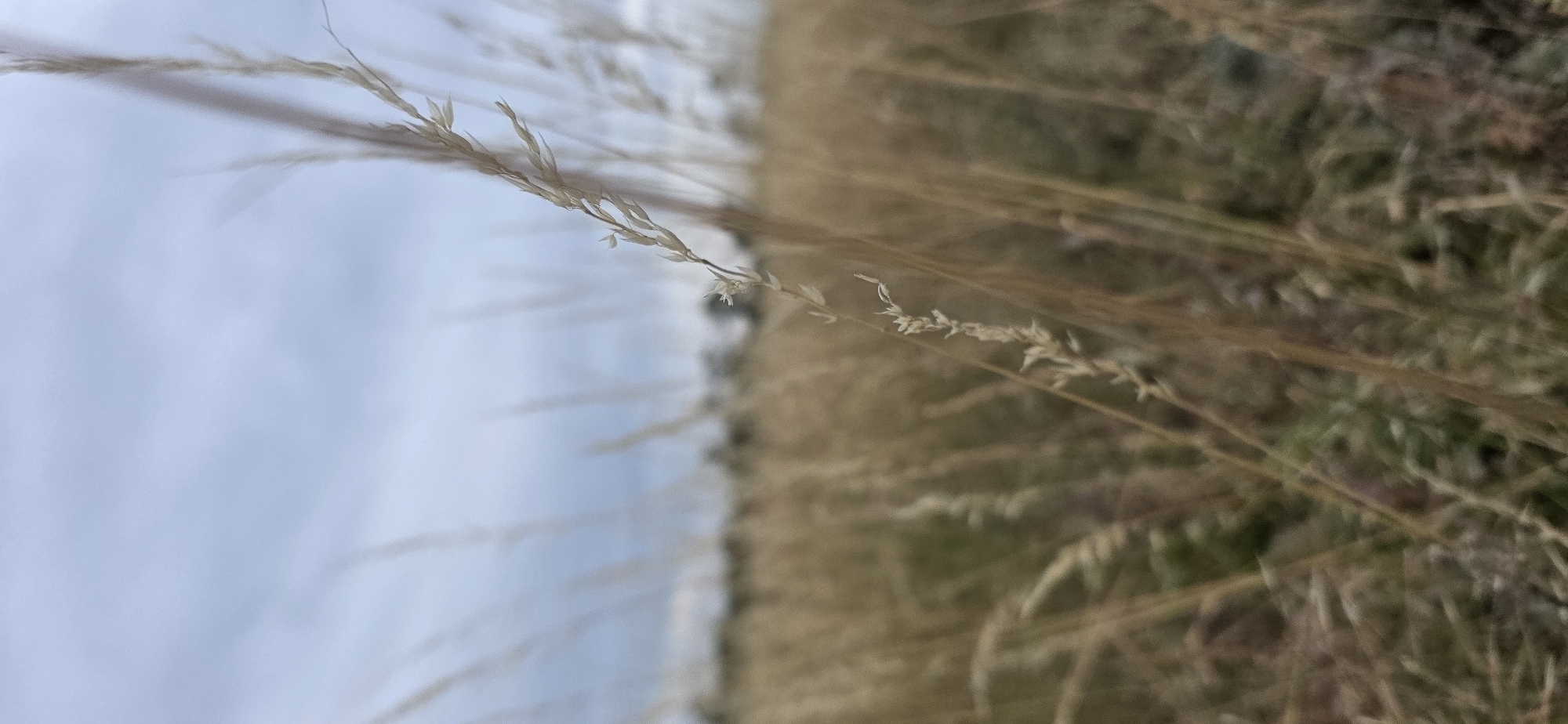 The image depicts a close-up, shallow depth-of-field view of dry grass stalks against a blurred background of a field and sky. The focus is on a single, thin stalk of dried grass in the foreground, exhibiting small, seed-like structures along its length. The background consists of a field of similar dry grasses, appearing golden-brown and textured, with a hazy line of trees or bushes in the distance. The sky above is overcast, with soft, muted tones of gray and light blue. There are no people or visible signs of human activity. The scene appears to be an outdoor natural environment, possibly a meadow or a field, with no specific identifiable landmarks to pinpoint a location within Bruck an der Leitha, Austria. The overall impression is one of a quiet, natural setting, likely captured during the daytime under diffused light conditions.