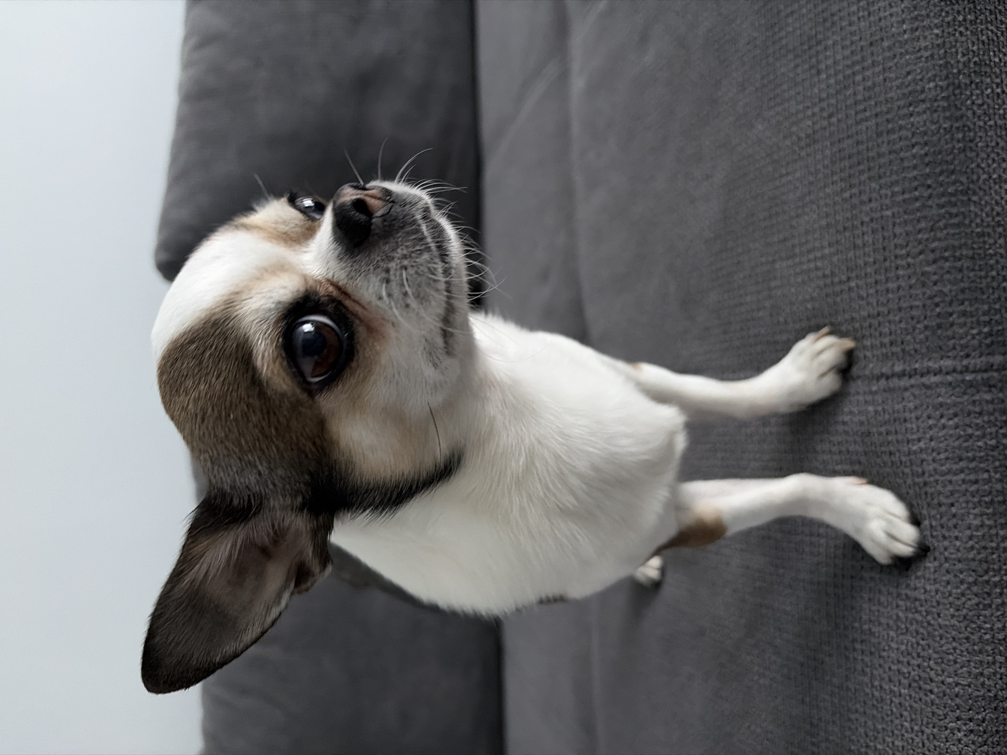 A small, predominantly white and gray Chihuahua-type dog is lying on a gray upholstered surface, likely a couch. The dog is looking upwards with its head tilted, its eyes large and brown. Its body is mostly white with some tan patches, and its head has gray and white markings. The background includes a plain white wall and part of a gray cushion. The image is taken from a high angle, looking down at the dog. There is no evidence to suggest the location is Svetovrachene, Bulgaria.