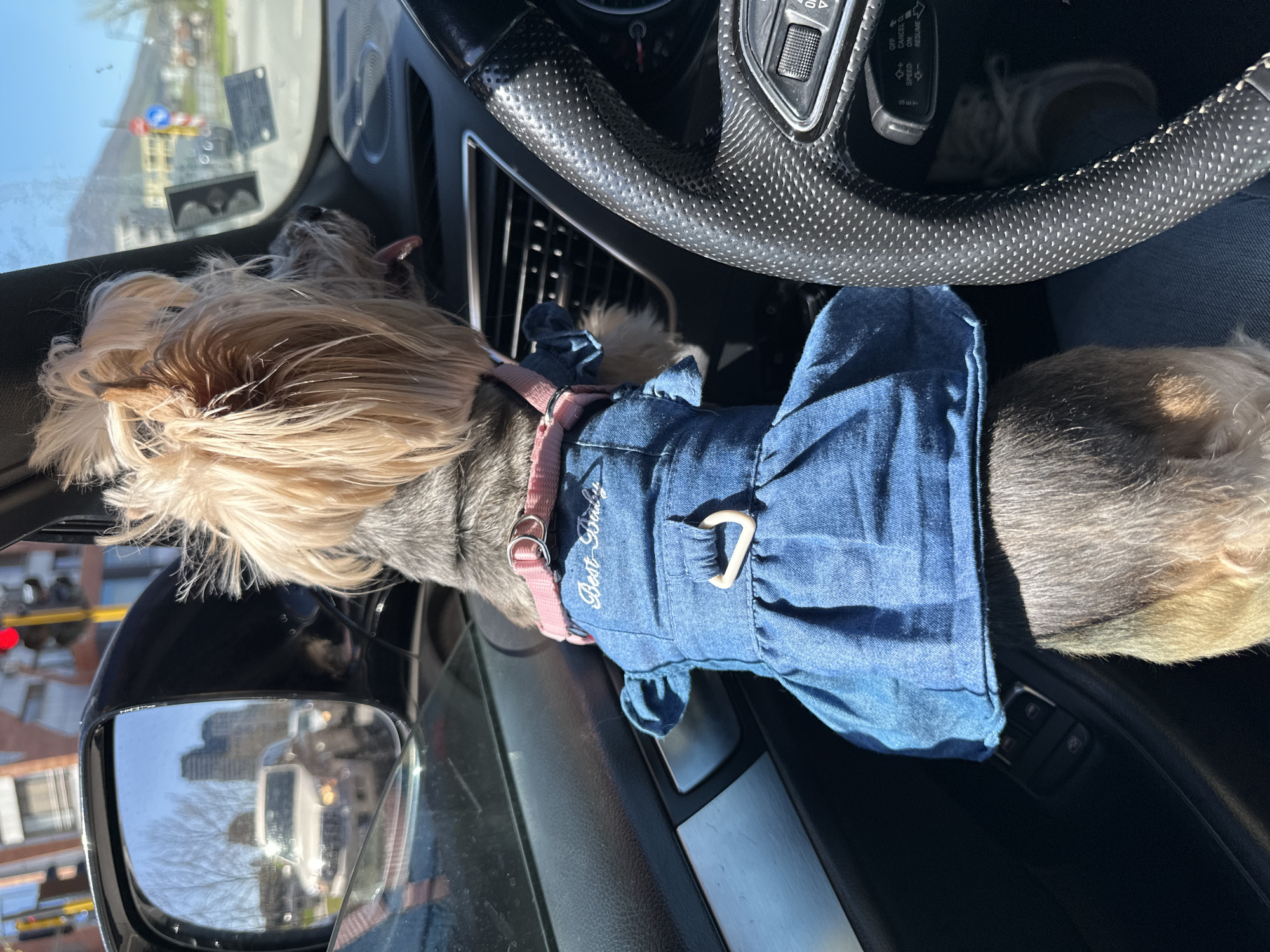 A small dog, likely a Yorkshire Terrier, wearing a denim dress with a pink harness, is inside a car, possibly sitting on a passenger's lap. The interior of the vehicle is visible, including the steering wheel and dashboard. Reflections in the side mirror suggest a city street with buildings and traffic signals. The location is potentially Sofia, Bulgaria, based on visual cues in the reflections, but more concrete indicators would be needed to confirm.