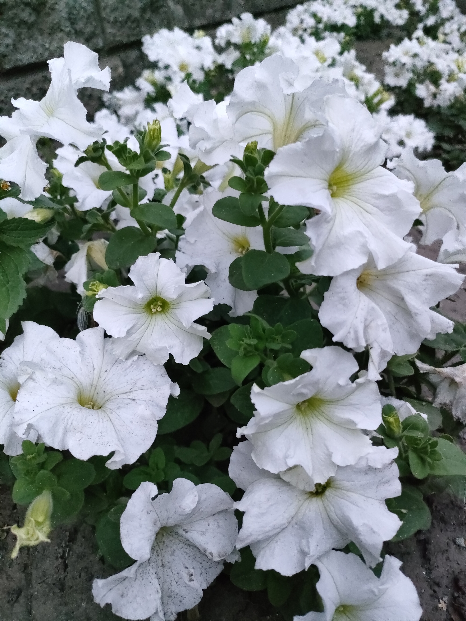 A cluster of white petunia flowers are in bloom, their petals unfurling towards the viewer. The flowers have delicate, ruffled edges and soft yellow centers. Dark green leaves provide a lush backdrop, contrasting with the bright white of the blooms. In the upper left corner, a section of a grey, textured wall is visible, suggesting an urban setting. The ground beneath the flowers appears to be dark soil. The image captures a close-up view of the flowers, with some in sharper focus than others, creating a sense of depth.