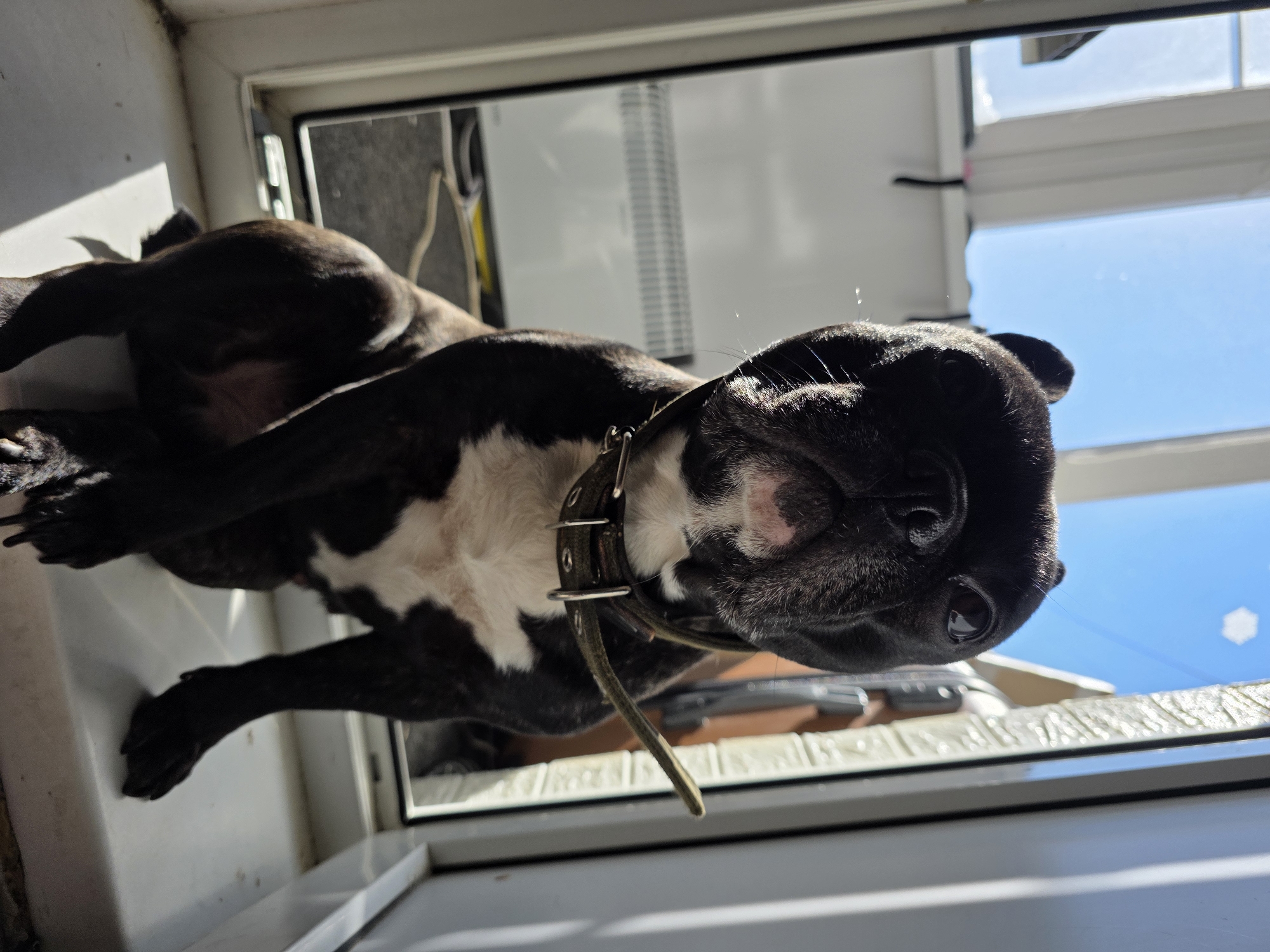 A black and white French bulldog sits on a windowsill, facing the camera. The dog is wearing a green collar. Sunlight streams in from a window to the left, casting shadows on the dog and the windowsill. Through the window, a clear blue sky is visible. The background on the left shows a radiator and part of a wall. The right side of the image shows the edge of a window frame and the exterior of a building with brickwork. The overall setting appears to be an indoor space near a window, possibly an apartment balcony or a room with a large window. The location is Chaikovsky, Russia.