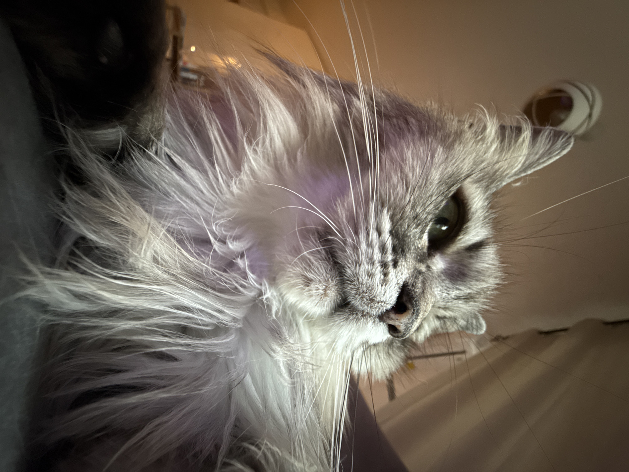 A close-up, low-angle portrait captures the face of a fluffy, long-haired cat. The cat's fur is predominantly silver-grey and white, appearing soft and voluminous around its cheeks and chin. Its left eye, visible on the right side of the frame, is a striking green-yellow and appears partially open, suggesting a curious or relaxed demeanor as it looks towards the viewer. A dark, prominent nose and long, delicate white whiskers extend from its snout.
The lighting indicates an indoor setting, likely with artificial illumination, creating soft highlights on the cat's fur. Some areas of the fur, particularly on the left, display a subtle purplish tint, possibly due to light reflections or ambient color. The background is heavily blurred, maintaining sharp focus on the cat's features. In the upper right corner, a vague, spherical object with a white and spiral pattern, possibly a light fixture or decorative item, is visible against a light-colored background. The unique, upward-looking perspective emphasizes the cat's majestic fur and expressive gaze. No text is present in the image.
