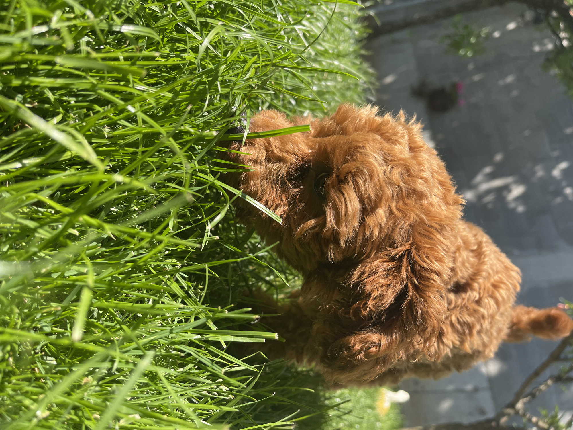 A reddish-brown, curly-haired dog is eating grass in a grassy area. The dog is positioned to the right of the frame, with its head and front paws partially obscured by a dense patch of green grass. The background shows a partially visible sidewalk or paved area, with some blurred foliage or plants and a few bright sunny patches. The location is unspecified but identified as the city of Sofia, Bulgaria.