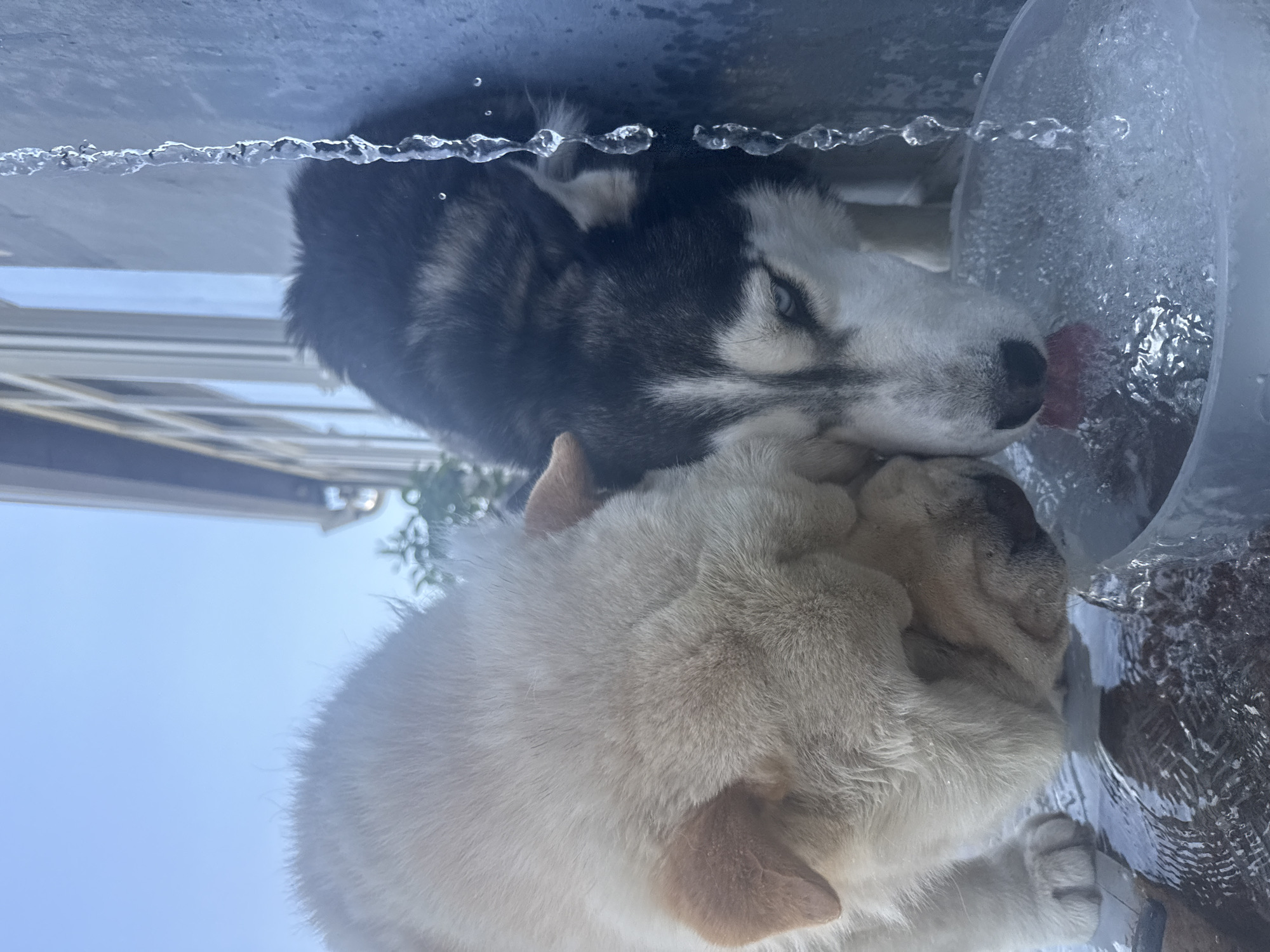 Two dogs are drinking from a water dispenser. The dog in the foreground is light-colored with wrinkled skin, possibly a pug or a similar breed. The dog behind it is a husky with black and white fur and blue eyes. They are positioned as if looking up towards the viewer, with the water dispenser appearing above them. The scene is brightly lit, suggesting it is daytime, possibly with a clear sky visible in the background. The water dispenser appears to be made of clear plastic and contains water. There are visible water droplets or a stream of water coming from the dispenser. The setting is outdoors, with hints of foliage and a building structure in the background. The overall impression is one of refreshment and shared enjoyment of water on a bright day.