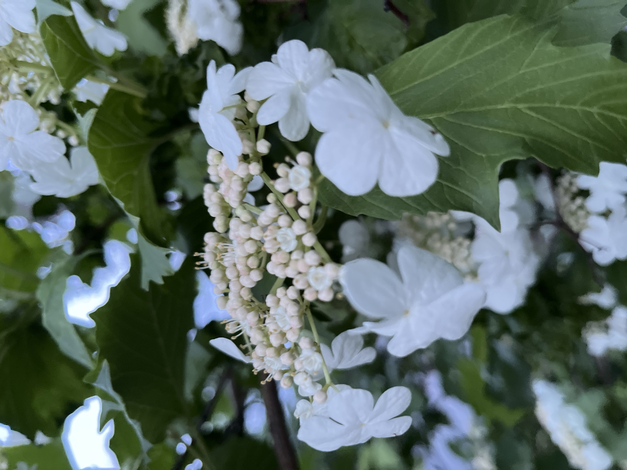 A close-up, vertical shot focuses on a cluster of white flowers and their buds, with green leaves and branches in the background. The flowers appear delicate and star-shaped, with some buds in a pale pink hue. The leaves are large and have a textured surface. The overall impression is of a natural, outdoor setting, likely a garden or park. The location is identified as Маяк, Russia, though no specific landmarks or urban features are visible in the image itself.