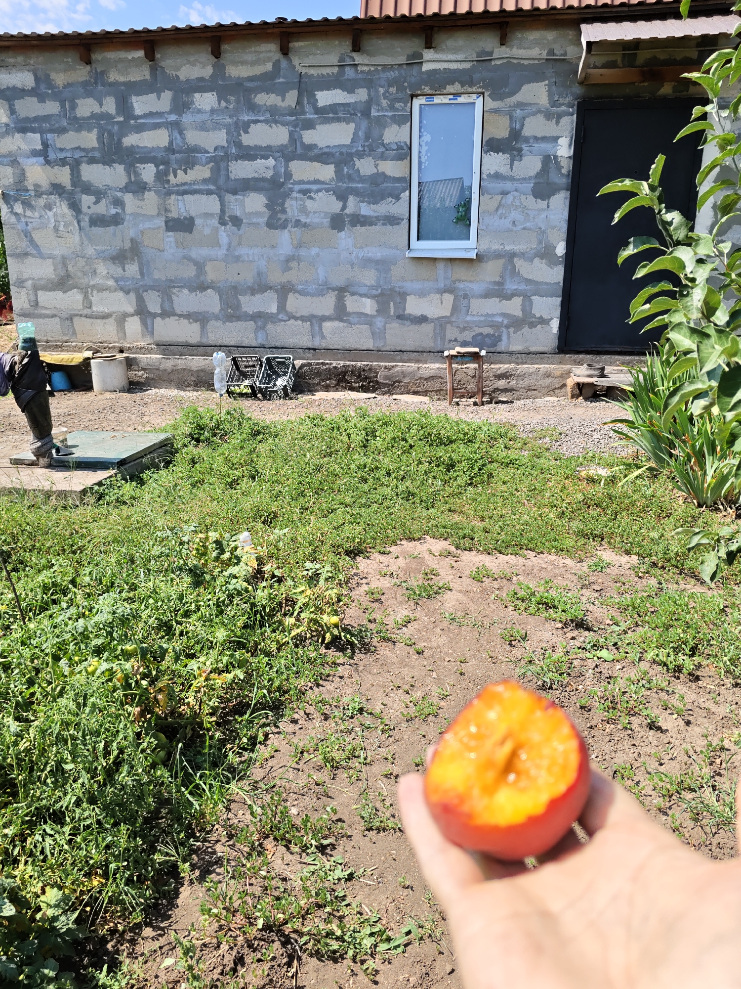 In Nizhnedonskoy, Russia, a hand holds a partially eaten peach in the foreground. Behind it, a patch of dry, cracked earth is sparsely covered with green vegetation. A building with a cinder block wall, a white-framed window, and a dark metal door stands in the background. To the left of the building, a figure resembling a scarecrow stands near a concrete structure and a blue bucket. Other objects visible include plastic crates and empty water bottles. The ground around the building is covered with gravel and dirt. Green plants, including what appear to be tomato plants laden with fruit, grow to the left of the building. A tree with lush green leaves is visible on the right side of the image, framing the scene.