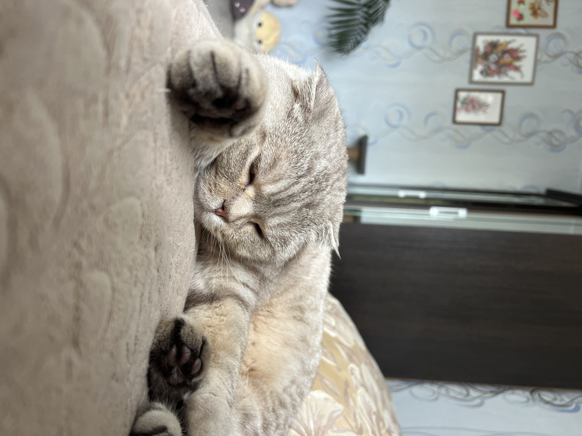 A light-colored Scottish Fold cat is captured sleeping or resting indoors, likely within a home in Chaikovsky, Russia. The cat, exhibiting its characteristic folded ears and striped grey/silver fur, is positioned on its side, leaning against a light-beige, textured surface, possibly a sofa or cushion. Its eyes are gently closed, indicating a state of deep relaxation, and its paws are visible in the foreground and embracing the cushion.
In the background, a wall is adorned with patterned wallpaper, featuring light blue and grey wavy lines and circular motifs. Three framed pictures, each displaying colorful floral designs, are hung on this wall. A dark brown piece of furniture, possibly a headboard or shelf, is visible in the lower right portion of the frame. A small green, possibly artificial, plant is also partially visible in the upper background. The overall atmosphere conveys peace and comfort in a domestic setting. No visible text is present in the image.