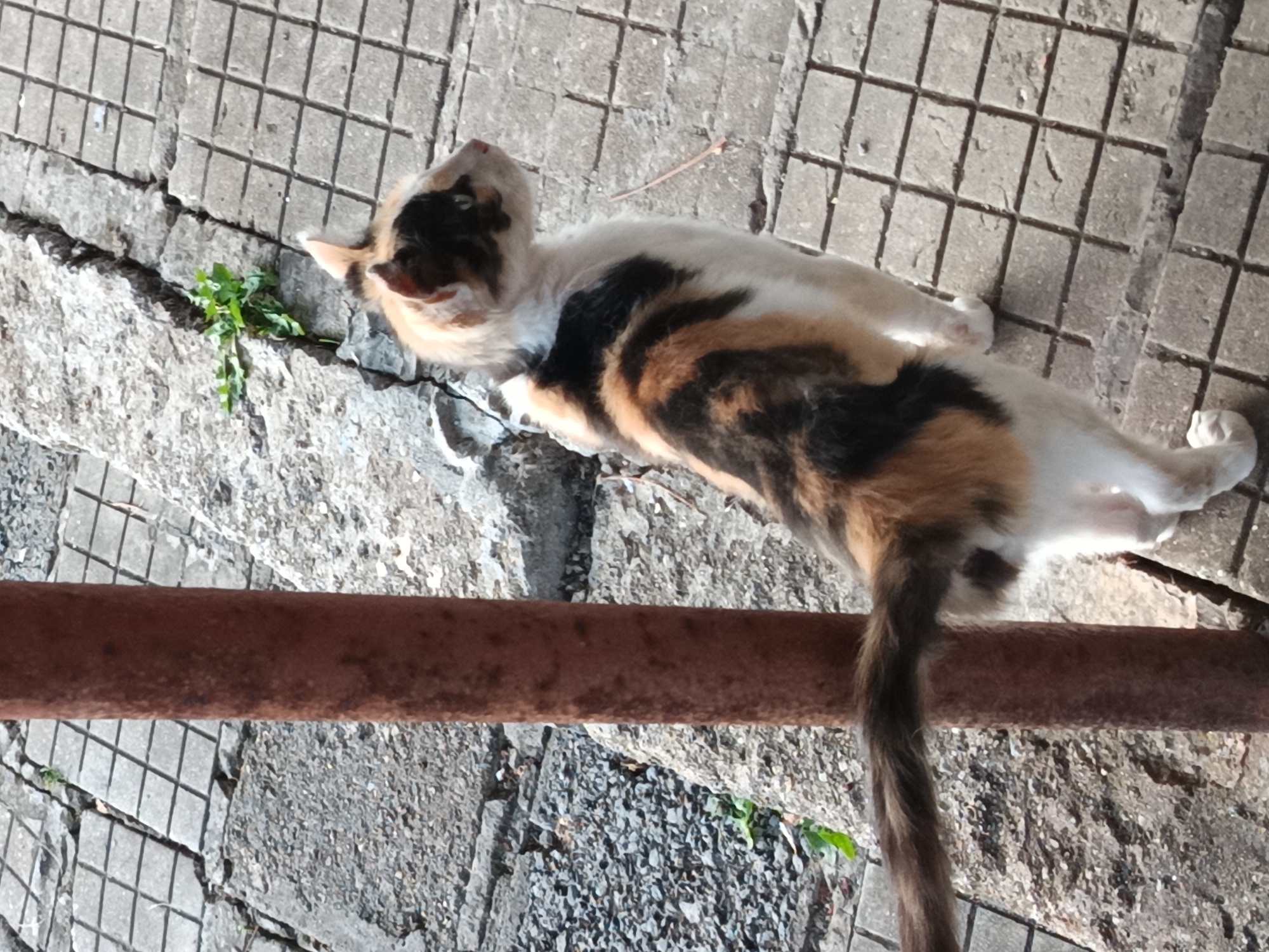 The image captures a calico cat standing on a tiled outdoor surface near a rusted metal pole. The cat is predominantly white with patches of black and orange. Its tail is bushy and extends horizontally. The ground is composed of square gray tiles, some of which are cracked and uneven. Green weeds are visible growing in the cracks between the tiles. In the background, a textured gray surface, possibly concrete or stone, is present, showing signs of wear and tear. The overall environment suggests an urban or semi-urban setting, potentially a street, alleyway, or courtyard in Kralev Dol, Bulgaria. The lighting indicates daytime conditions, casting subtle shadows. There are no people or other animals visible in the frame.