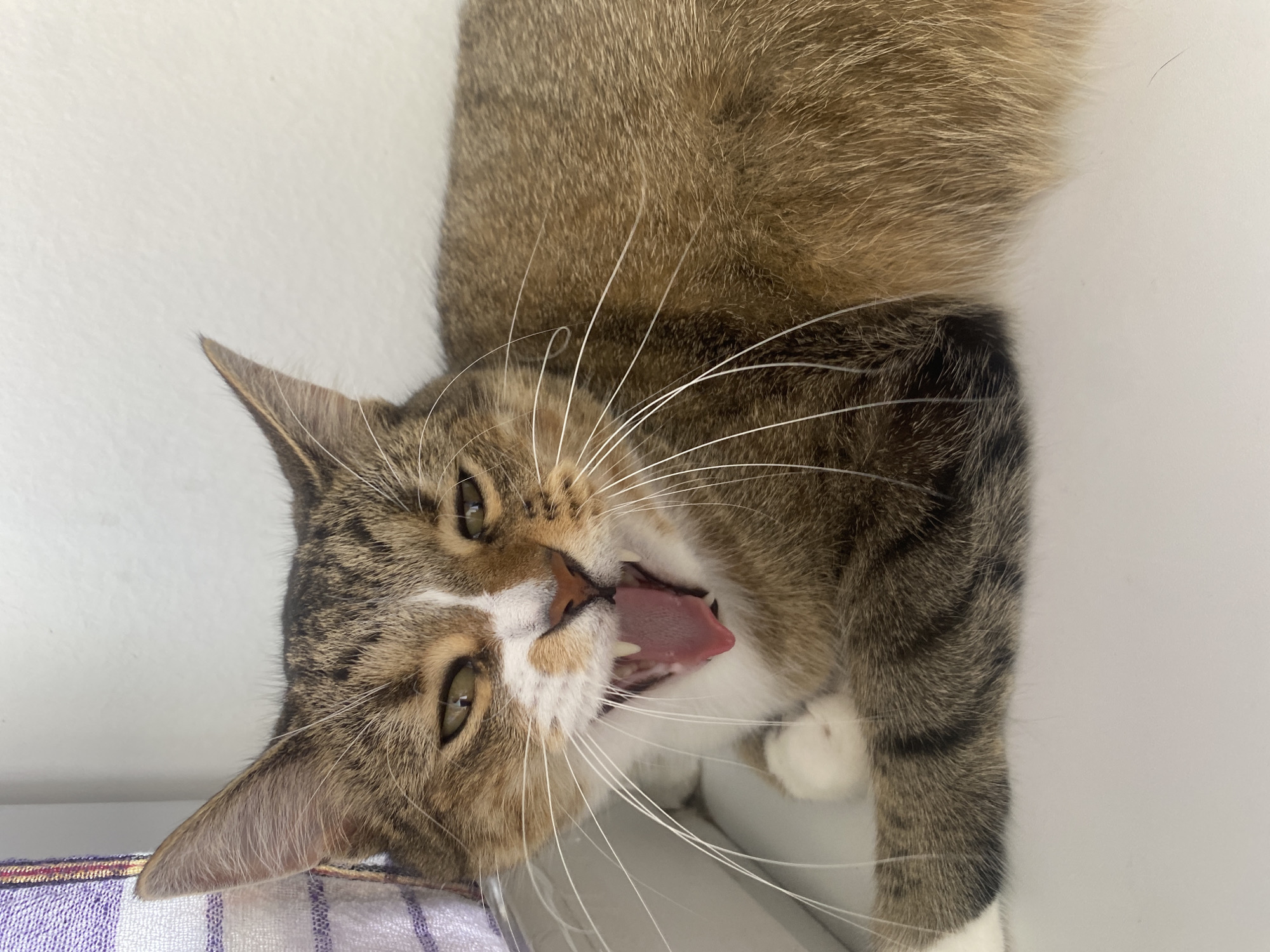 A domestic cat is captured mid-yawn, lying down indoors. The cat is predominantly tabby-colored with brown, black, and white fur. Its mouth is wide open, revealing a pink tongue and sharp teeth. The cat's eyes are partially closed, giving it a sleepy appearance. The background is a plain white wall, with a patterned fabric visible in the upper left corner. The floor or surface the cat is lying on appears to be a light-colored, flat surface, possibly a shelf or windowsill. There are no people present in the image. The image does not provide any information about its location in Novinki, Russia.
