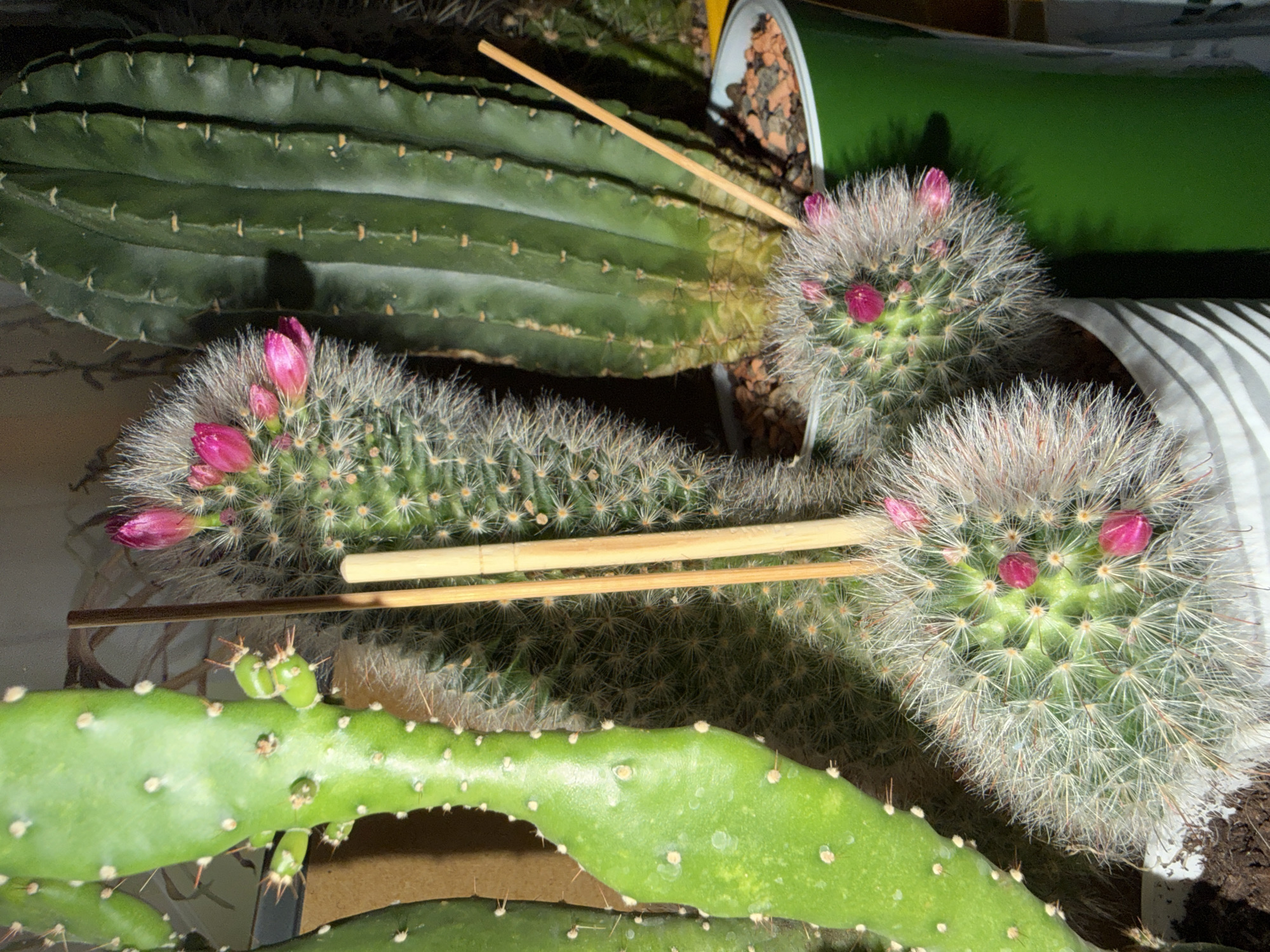In an indoor setting, possibly a home or greenhouse, a collection of cacti is displayed. On the left, a tall, flat, paddle-like cactus, likely a prickly pear variety, shows new growth with small spines and developing offsets. Its surface is a vibrant green, dotted with white areoles. To its right, a columnar cactus with prominent ribs and a dark green hue stands tall. This cactus appears to be in a green pot filled with reddish-brown gravel. In the foreground, two spherical cacti, covered in dense white fuzz and fine spines, are blooming with small, vibrant pink flowers. These cacti are planted in white and grey striped pots. Two thin wooden skewers are inserted into the soil near the fuzzy cacti, possibly for support or to deter pests. The lighting suggests an indoor environment, possibly with artificial light or indirect natural light, casting shadows on the background and the cacti themselves. The overall scene conveys a sense of cultivation and care for these desert plants.