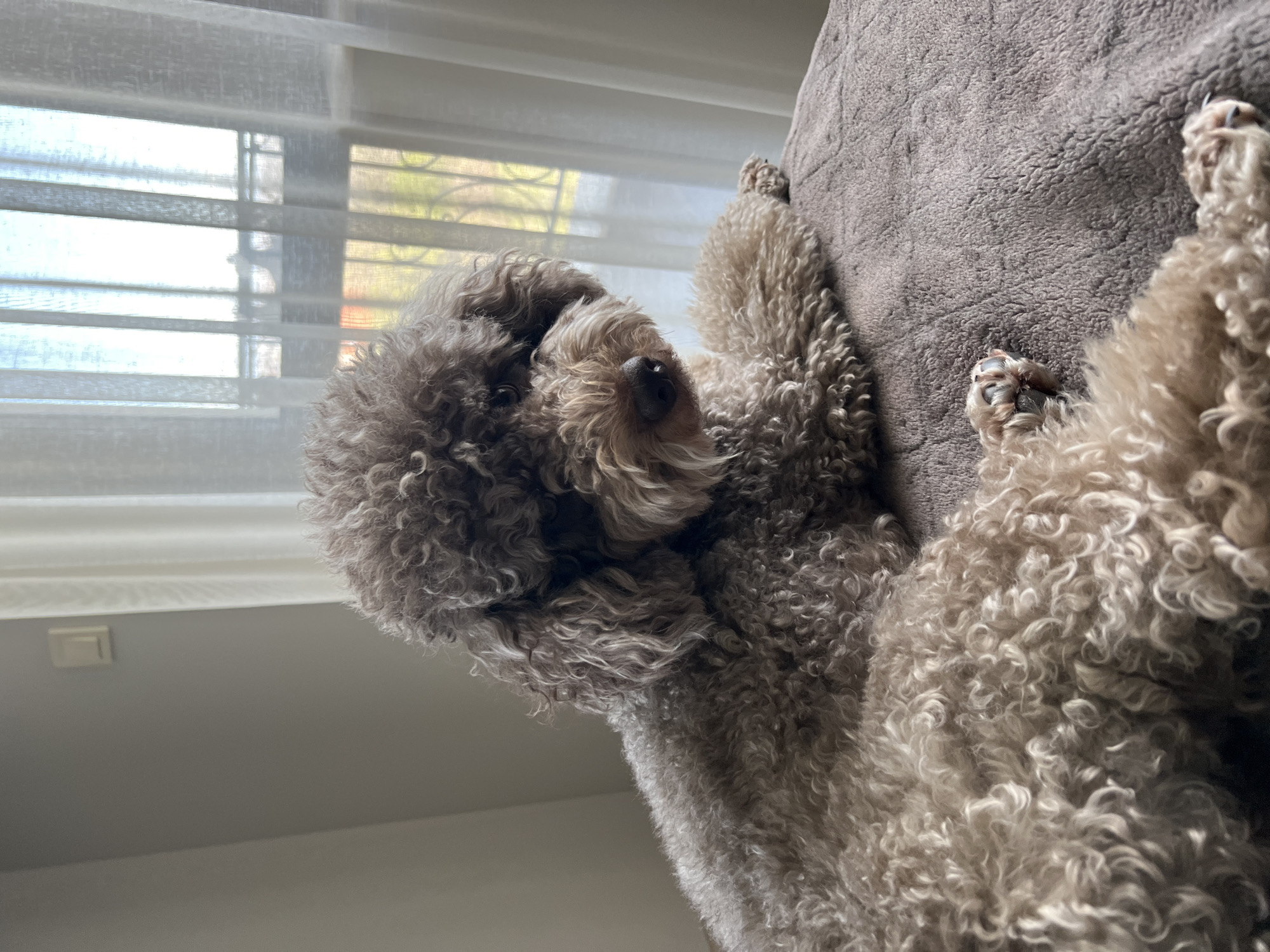 A light brown poodle is lying on a gray cushion. The dog is facing the window in the background, which is covered with white blinds. The location is an interior space in the city of Unknown, Unknown.