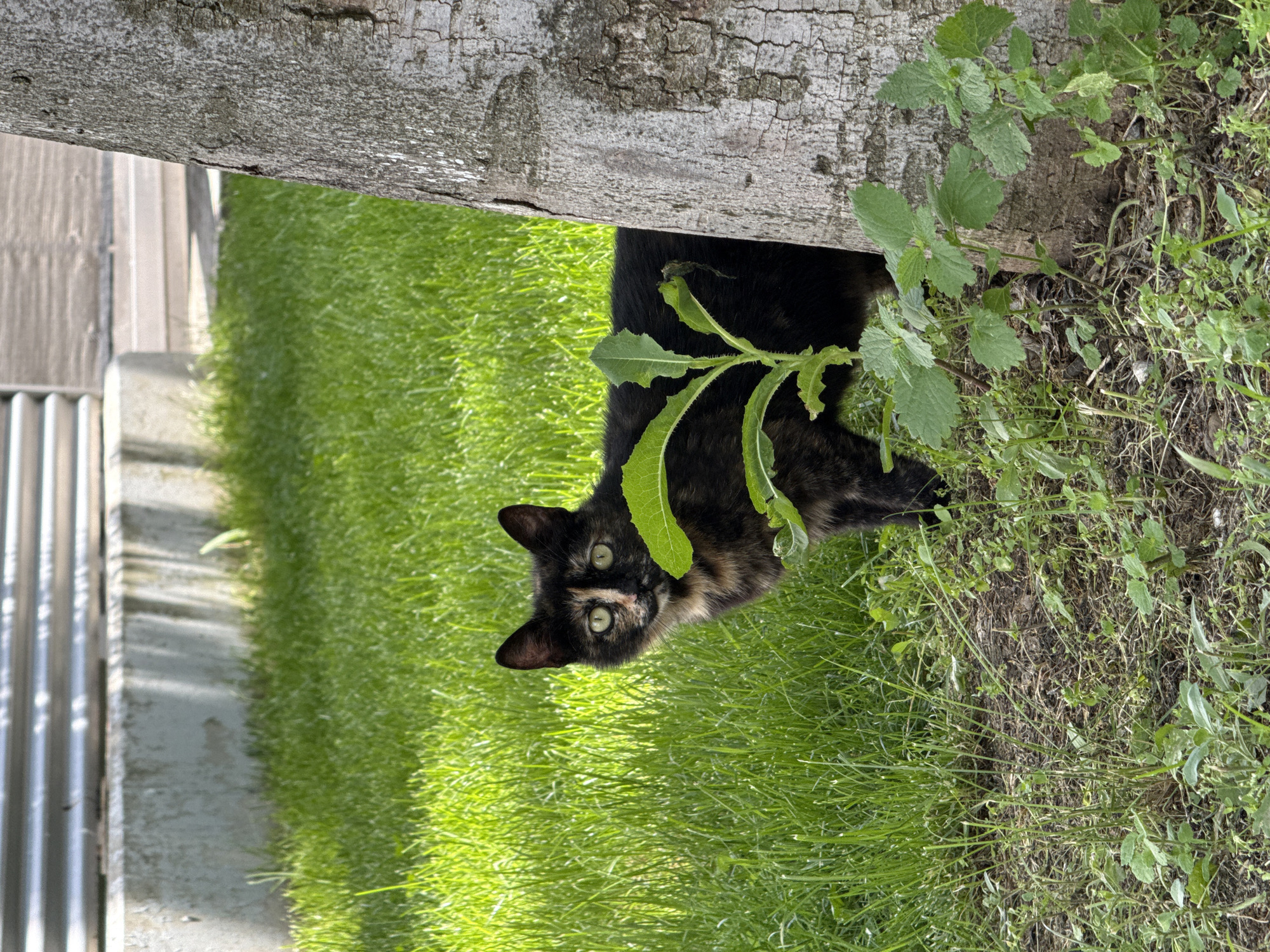The original image, presented in portrait orientation, captures a curious tortoiseshell cat in an outdoor garden setting in Pleven, Bulgaria. A large tree trunk with textured, light-colored bark runs horizontally across the upper portion of the frame, partially obscuring the scene below.
The main subject, a tortoiseshell cat with black, brown, and orange patches of fur, is positioned on the right side of the image, emerging from behind the tree trunk and some green foliage. Its head and upper body are visible, with a prominent serrated green leaf partially covering its forehead. The cat possesses striking bright green eyes and is looking directly at the camera with an attentive and calm expression. Its ears are perked, suggesting alertness.
Most of the left side of the image is dominated by lush, vibrant green grass, indicating a well-maintained area. In the background, to the far left, a corrugated metal fence or structure is visible next to a light-colored wooden fence or wall. The ground immediately to the right of the tree trunk and behind the cat appears less manicured, showing patches of dry soil, sparse grass, and small weeds.
The scene is brightly lit by natural daylight, suggesting a sunny morning or afternoon. There is no visible text in the image.