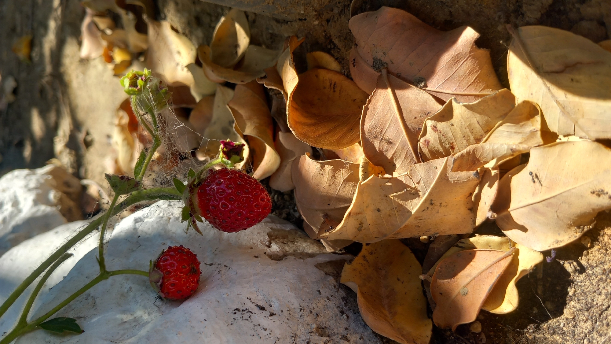 Two ripe strawberries hang from a vine against a textured white rock face. The foreground is dominated by a pile of dry, fallen leaves, some curled and others flat. The ground appears to be composed of dirt and small stones. Sunlight casts distinct shadows across the scene, suggesting an outdoor environment. The presence of cobwebs on the strawberry vine and scattered ants on the leaves indicate a natural setting. There are no people present in the image. The location is identified as Άγιος Νεκτάριος, Greece.