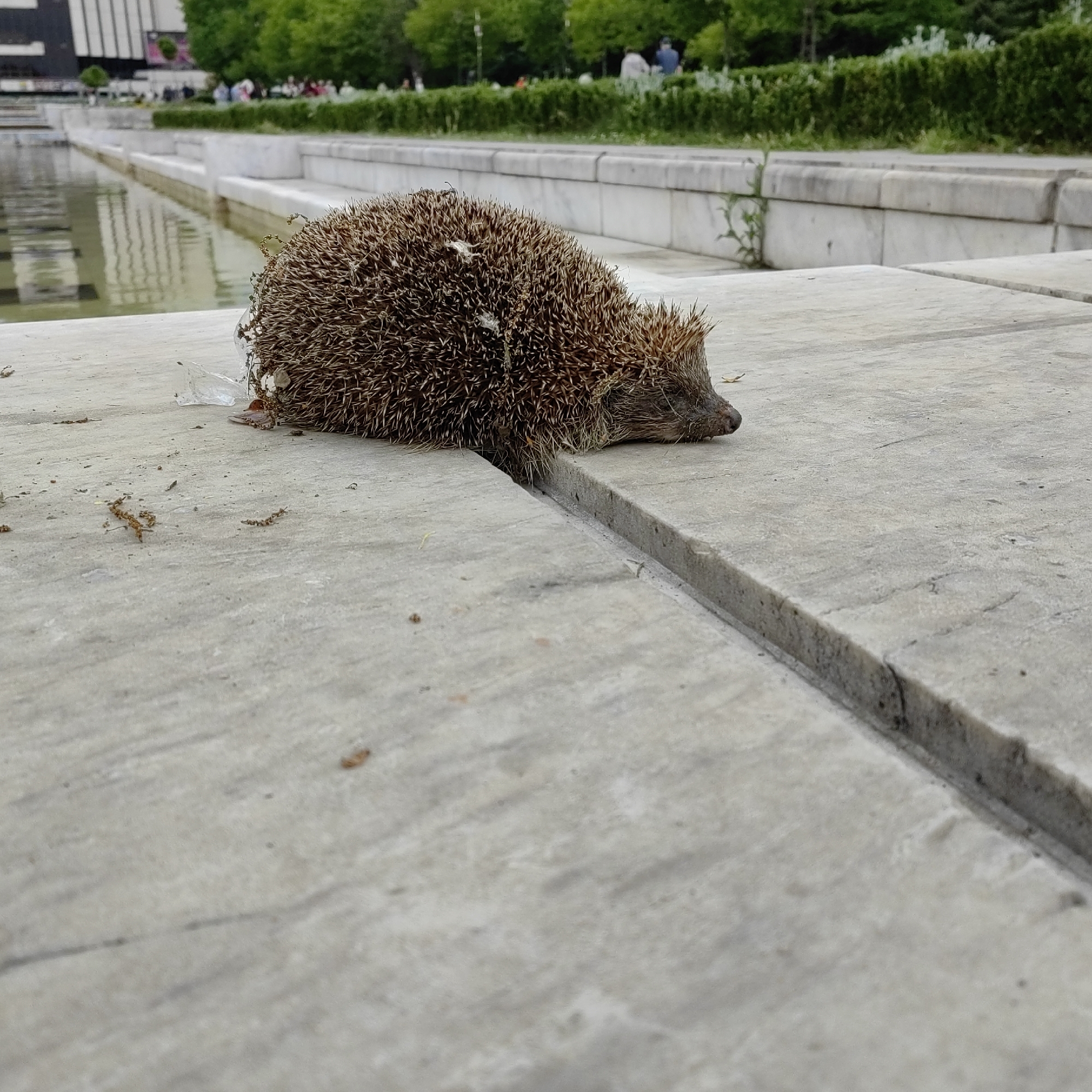 A hedgehog is lying on a paved surface, likely concrete, with a thin line or joint running through the middle. The hedgehog is brown with spines and appears relatively still. Some small bits of debris are scattered around the hedgehog. In the background, there is a shallow body of water, perhaps a fountain or pond, with stone edging. Behind the water are green trees and hedges, with a few indistinct figures of people in the distance. The building in the very background is most probably the National Palace of Culture, hence the location is Sofia, Bulgaria.