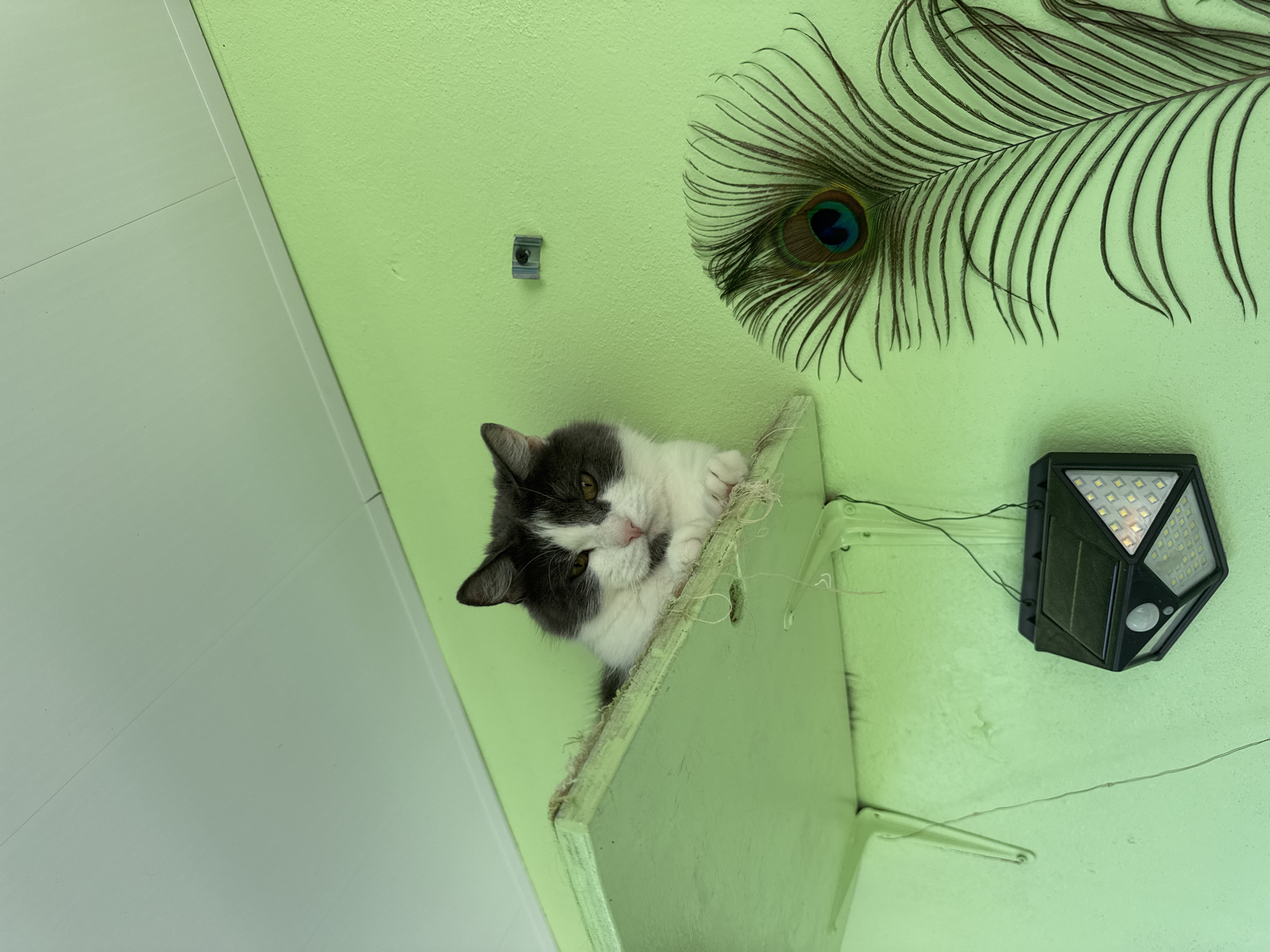 A grey and white cat is perched on a light green shelf attached to a light green wall. A peacock feather is mounted on the wall, along with a small grey mounting bracket and a black solar-powered light fixture. A white wall runs along the left side of the image. The location is Chaikovsky, Russia.