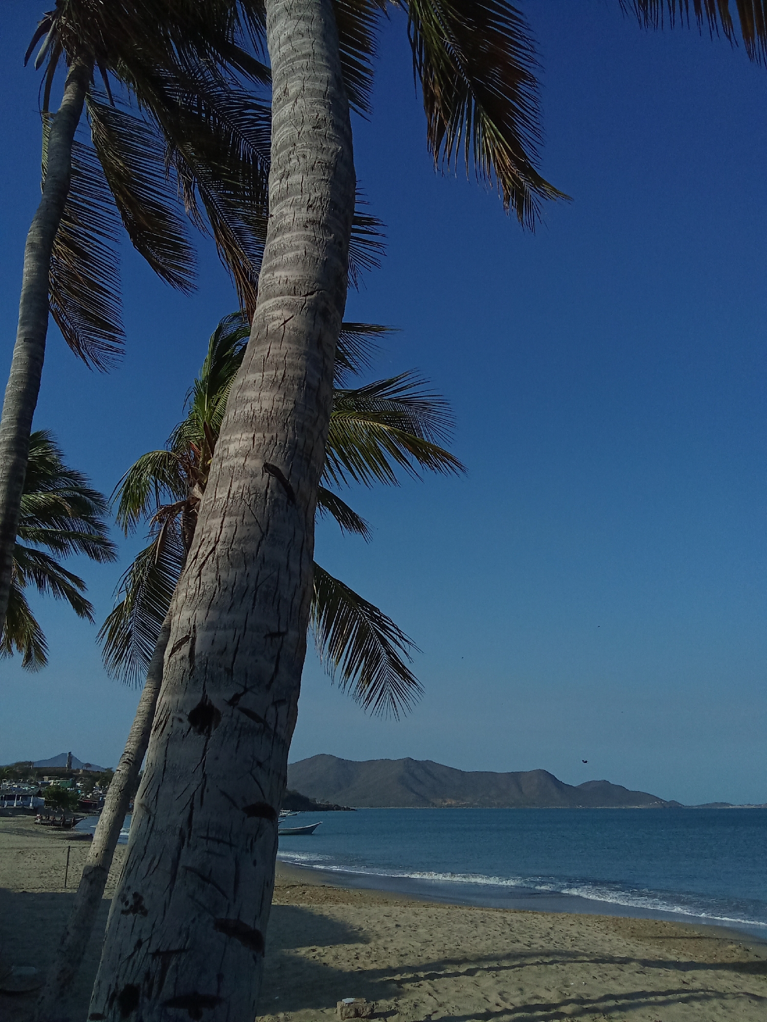 The image depicts a beach scene in Juan Griego, Venezuela. The foreground is dominated by two tall palm trees, their trunks textured and grey. The palm fronds partially obscure the clear blue sky. In the midground, there's a beach with light-colored sand and gentle waves. The water is a turquoise-blue, leading to a distant view of mountainous land. A small boat rests on the water near the shore. In the left background, there are hints of a town with buildings. A dark object, likely a bird, is visible in the sky.