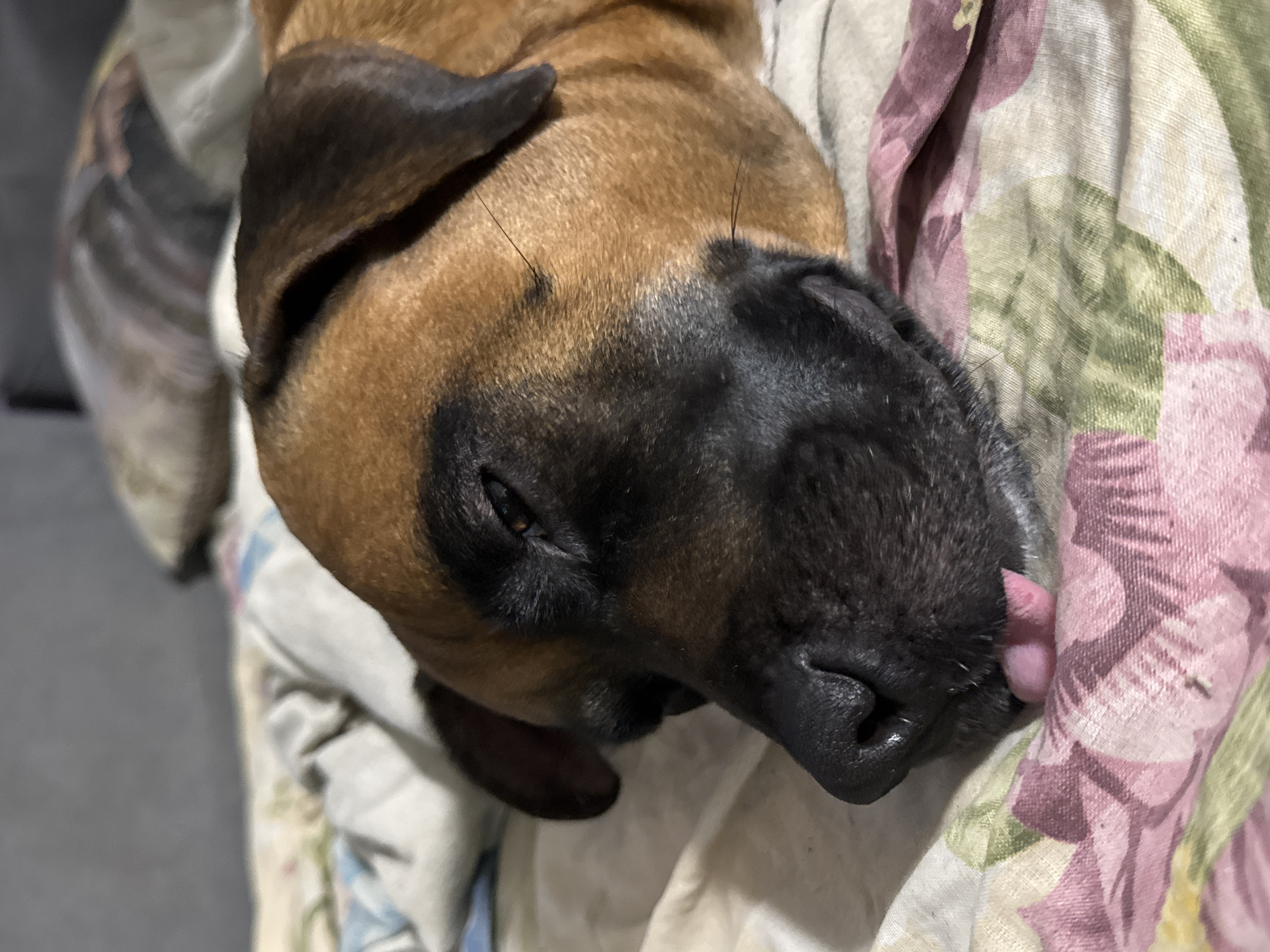 A brown and black dog lies asleep on a floral-patterned blanket. The dog's head is angled towards the viewer, with its black nose and mouth prominent. The dog's tongue is slightly protruding. The surrounding environment includes part of the floral blanket. The location is unknown.