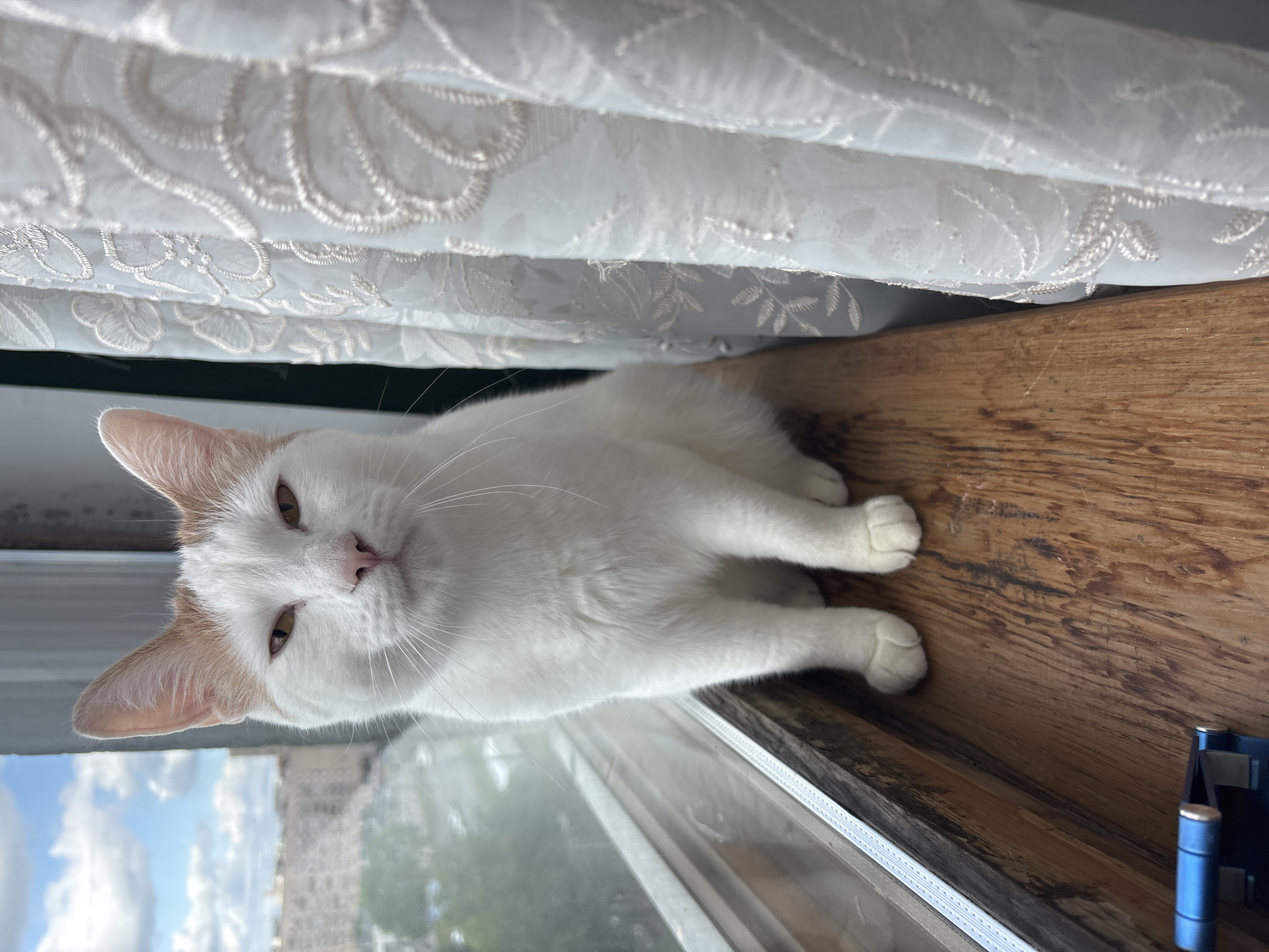 A white cat with light brown markings on its head sits on a wooden windowsill, facing the camera with a neutral expression. The cat is positioned in the center of the frame, with its paws neatly tucked beneath it. To the left of the cat, a window reveals a blurred cityscape with buildings and a cloudy sky. To the right, white sheer curtains with embroidered floral patterns hang vertically, partially obscuring the background. The windowsill itself is made of worn, textured wood. In the lower left corner, a blue object, possibly a phone stand, is visible. The scene appears to be indoors, with a view of Vsevolozhsk, Russia, outside the window.