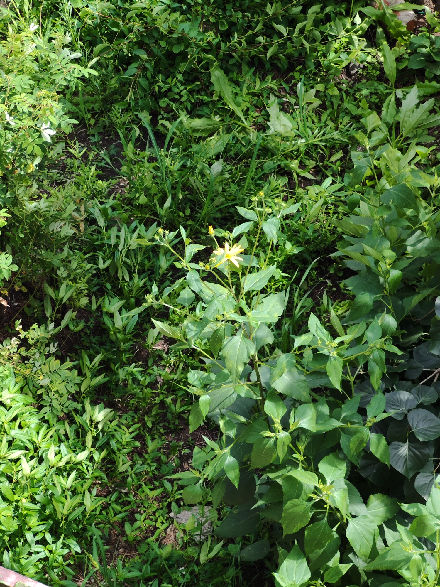 This is a high-angle, full shot of a dense patch of greenery in an outdoor setting. The foliage is varied, with large, broad leaves and thinner, grass-like stems. There is one prominent yellow flower with thin petals near the center of the frame, amidst the surrounding leaves. The ground is visible in patches between the plants, appearing as dark soil with some organic debris. The lighting suggests a sunny day, with shadows cast by the dense vegetation. The location is identified as Belogorsk, Russia.