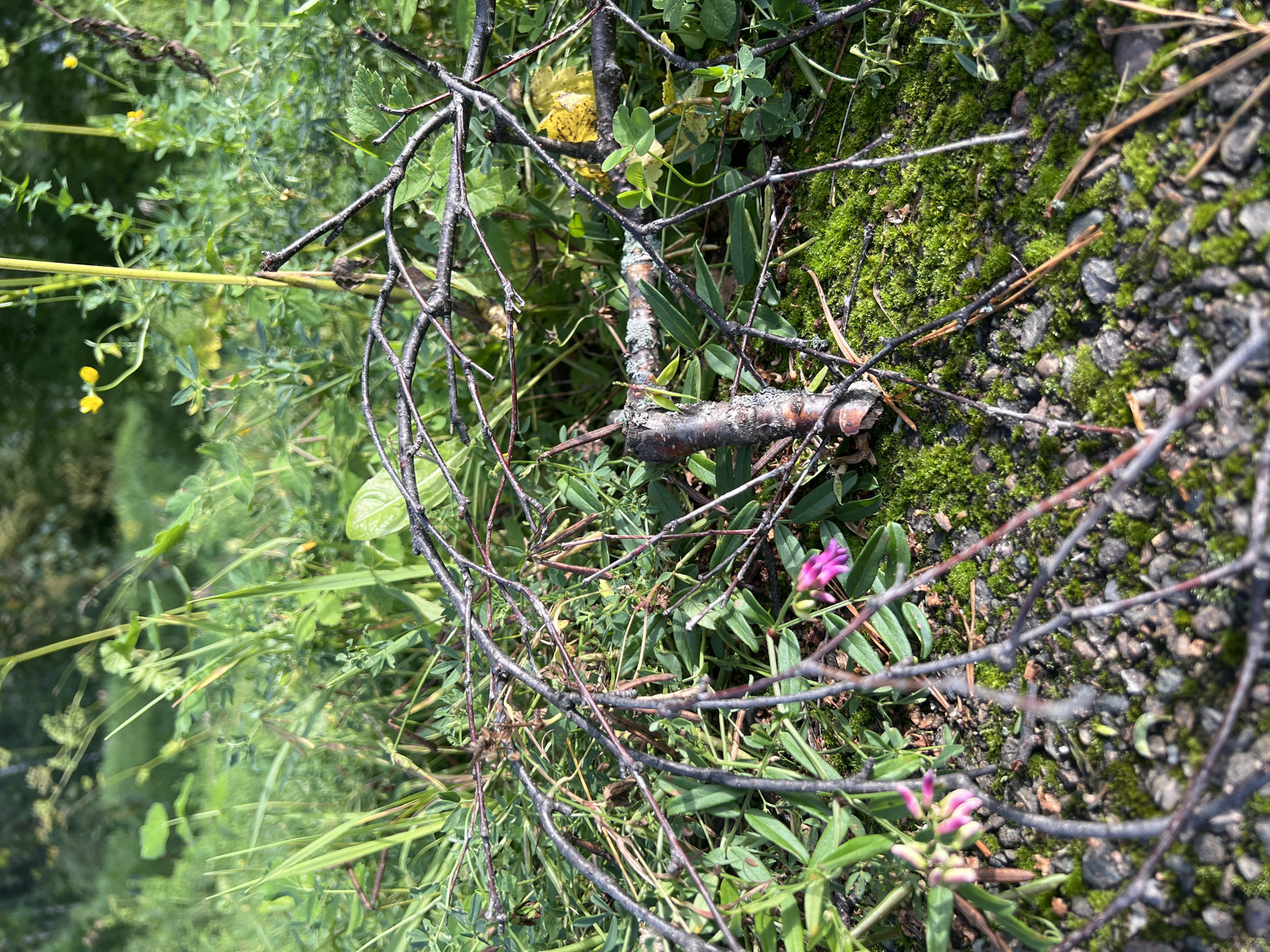 The image depicts a close-up view of a natural ground-level scene, likely in an outdoor environment. The foreground is dominated by a cluster of dark, bare twigs and branches, some of which are intertwined and cast shadows. Beneath the branches, a patch of vibrant green moss covers a surface composed of small gray stones and soil. In the midground, small pink flowers are visible, with one prominent bloom to the left and a cluster of buds slightly above and to the left of it.
Further into the background, lush green vegetation, including grasses and broader leaves, creates a dense, slightly out-of-focus backdrop. Hints of yellow flowers can be seen interspersed within the greenery. The lighting suggests it is daytime, with sunlight casting distinct shadows. The overall impression is one of a small, natural area, possibly a forest floor or overgrown patch, within an urban park or natural reserve. The specific location of Krasnoyarsk, Russia, is not visually discernible from the image itself.